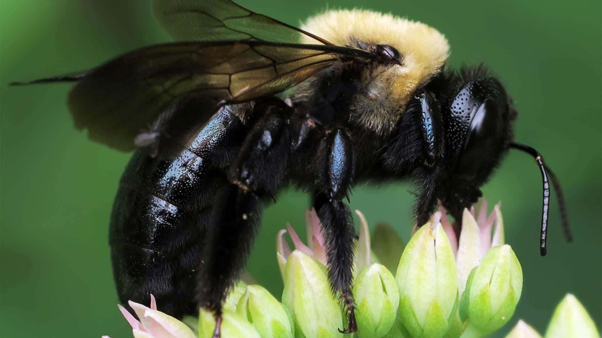bumblebee, black and yellow, flower buds, Full HD Desktop Wallpaper