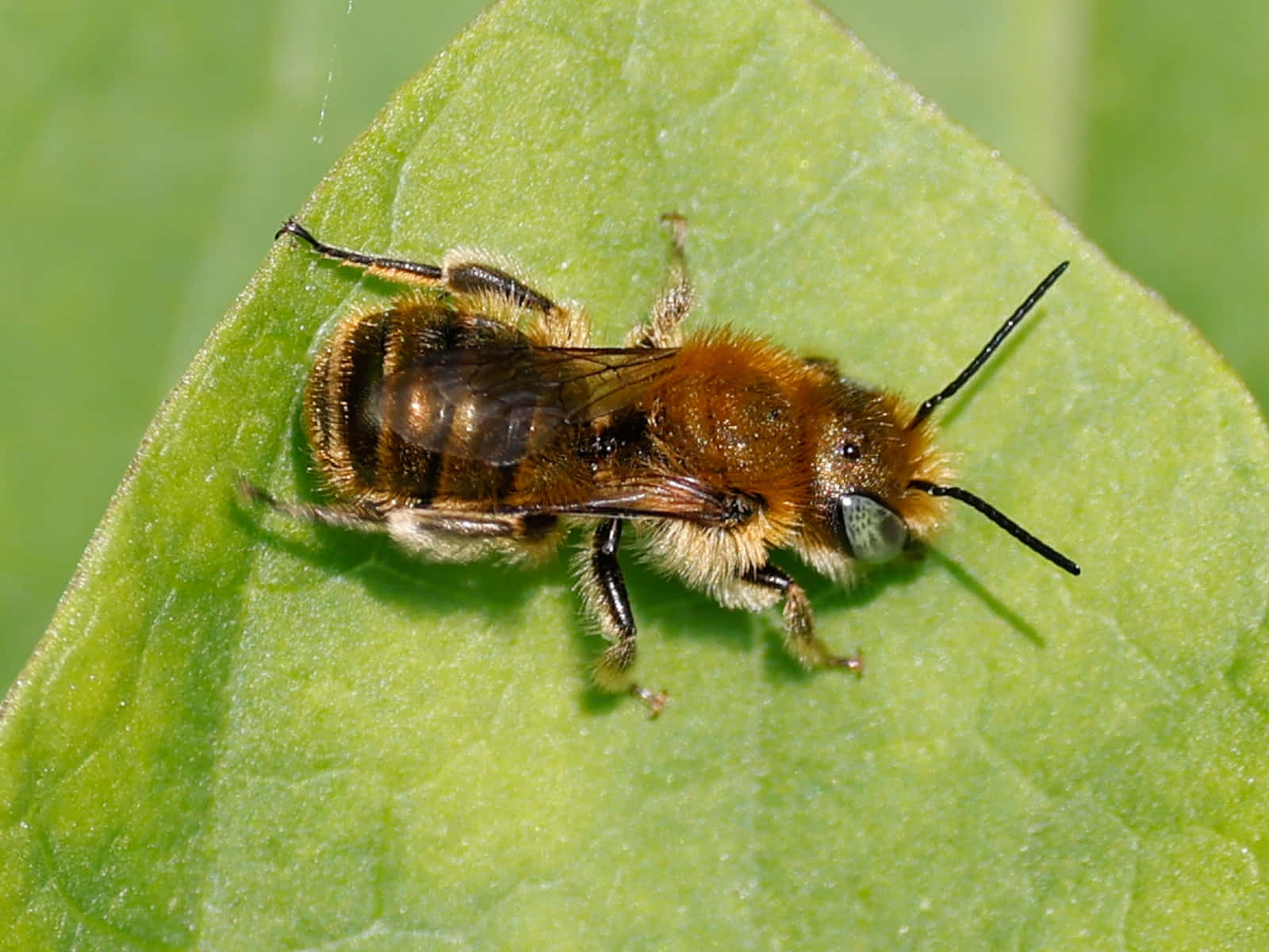 Mason Bee, orange and black bee, vibrant green leaf, HD Desktop Wallpaper