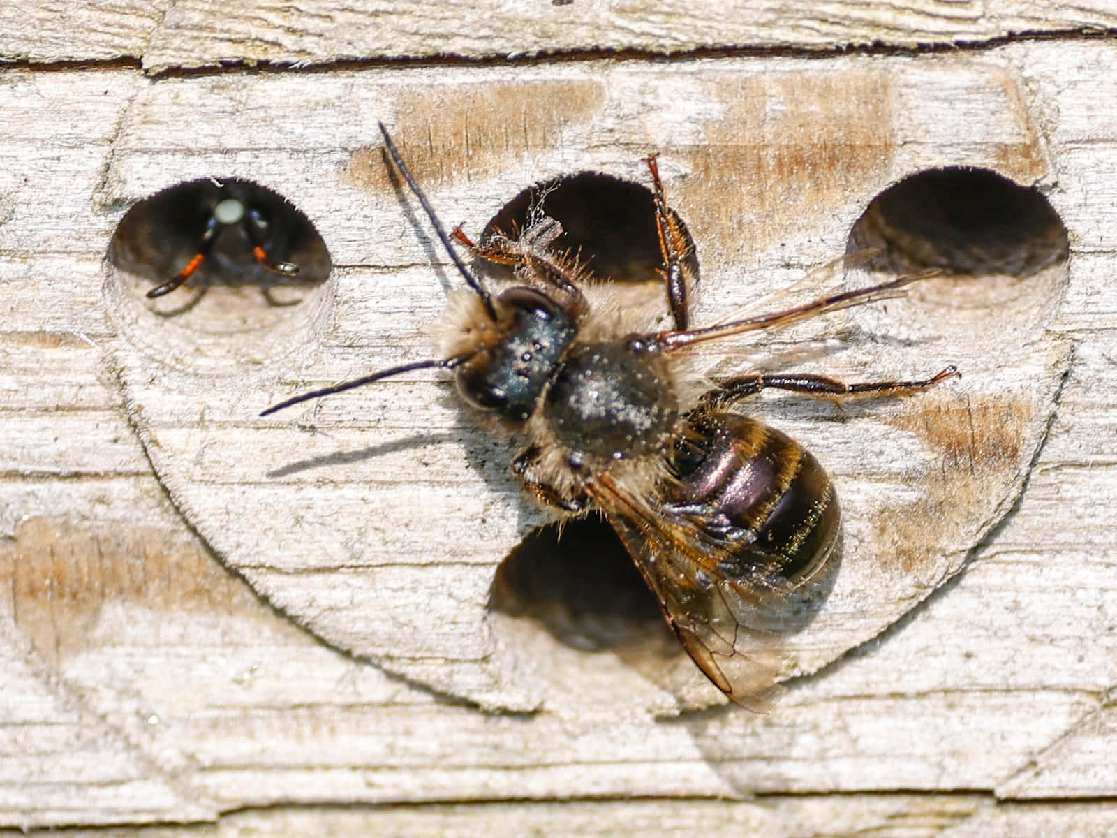 Mason Bee, nesting block, wooden nesting block, HD Desktop Wallpaper