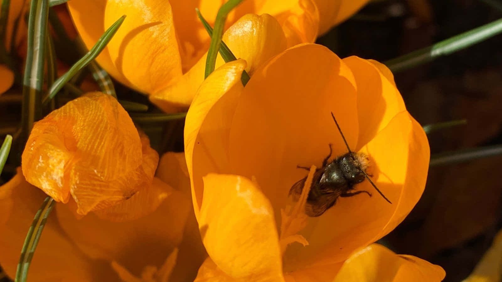 Mason Bee, yellow flower, vibrant orange crocus, HD Desktop Wallpaper
