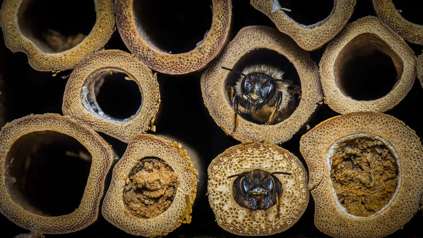 Mason Bee, bamboo tubes, textured, HD Desktop Wallpaper