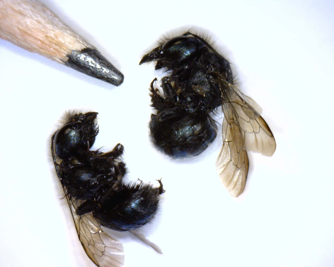 Mason Bee, pencil tip, translucent wings, HD Desktop Wallpaper
