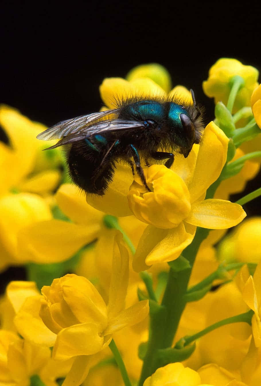 Mason Bee, yellow flowers, metallic blue-black, HD Phone Wallpaper