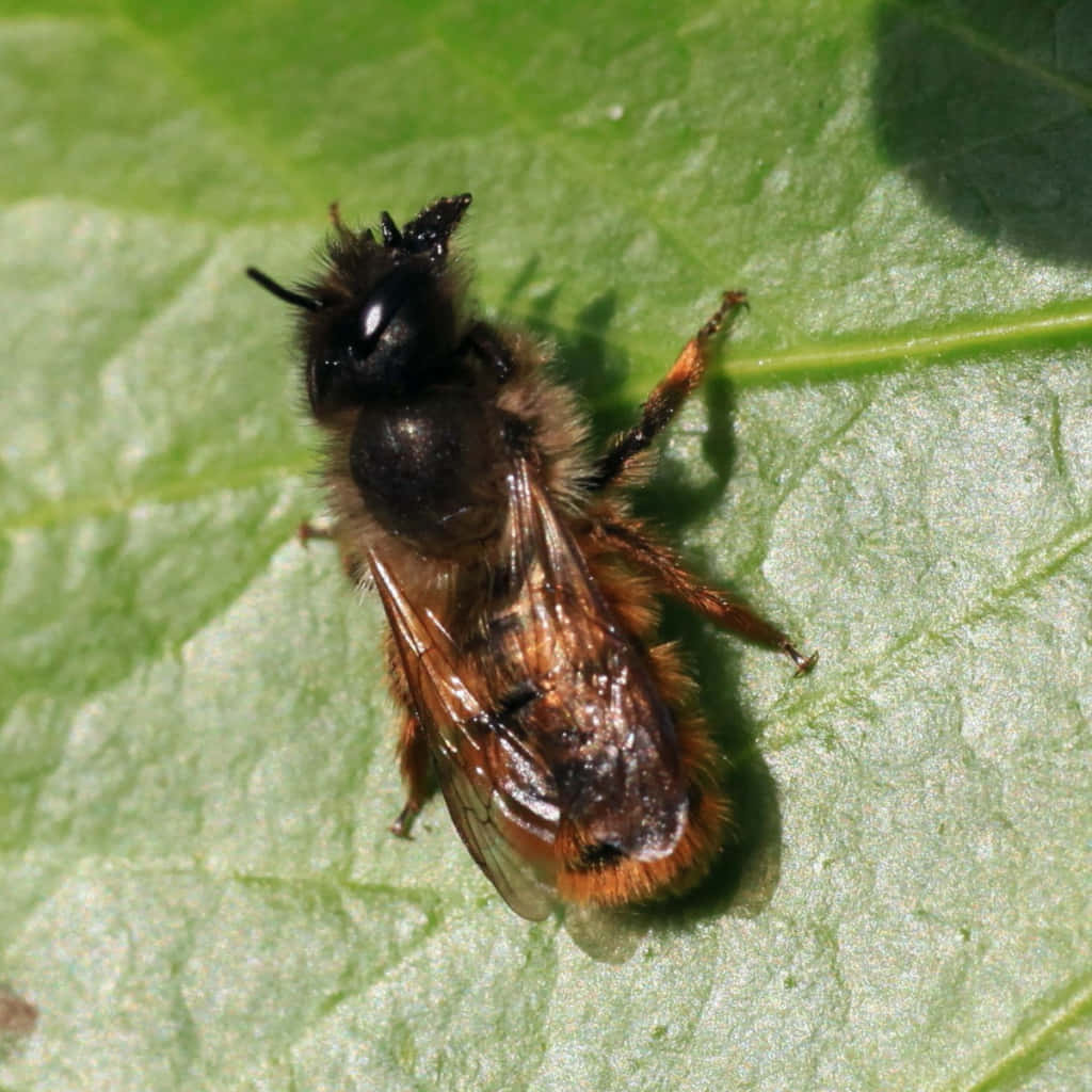Mason Bee, orange and black bee, vibrant green leaf, SD Desktop Wallpaper