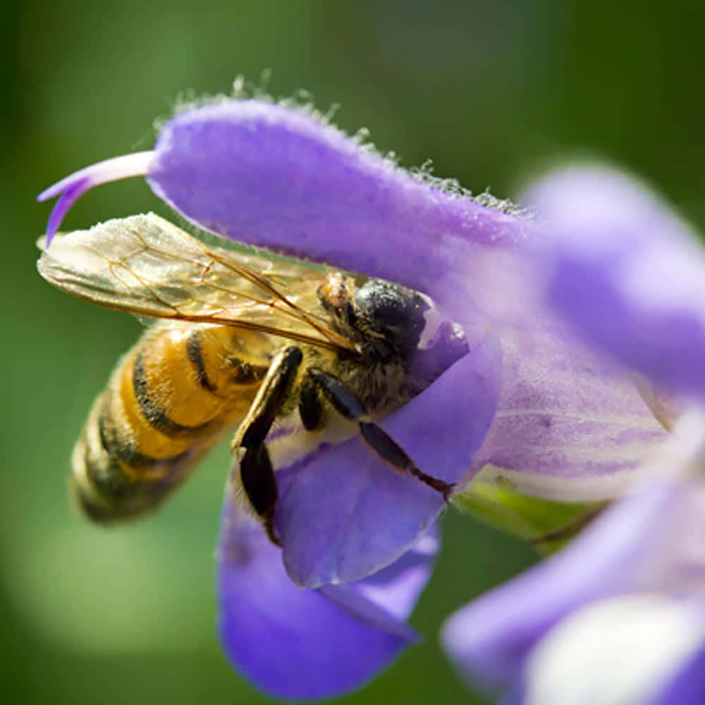 Mason Bee, purple flower, yellow and black stripes, SD Desktop Wallpaper