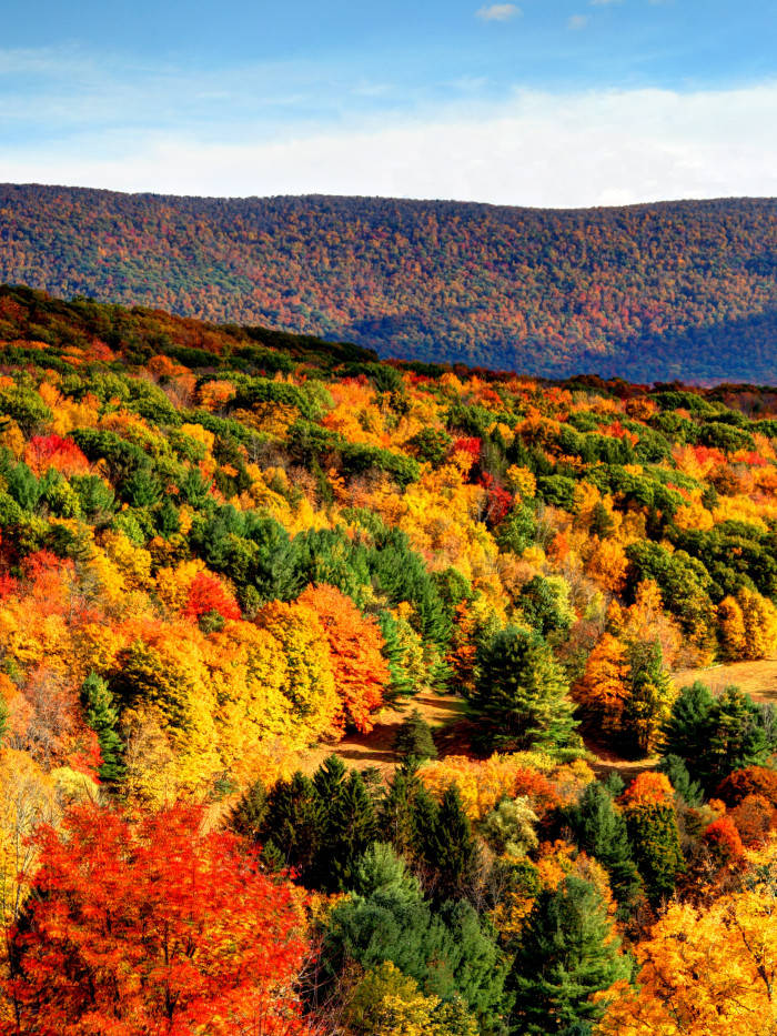 Massachusetts, autumn forest, rolling hills, SD Phone Wallpaper