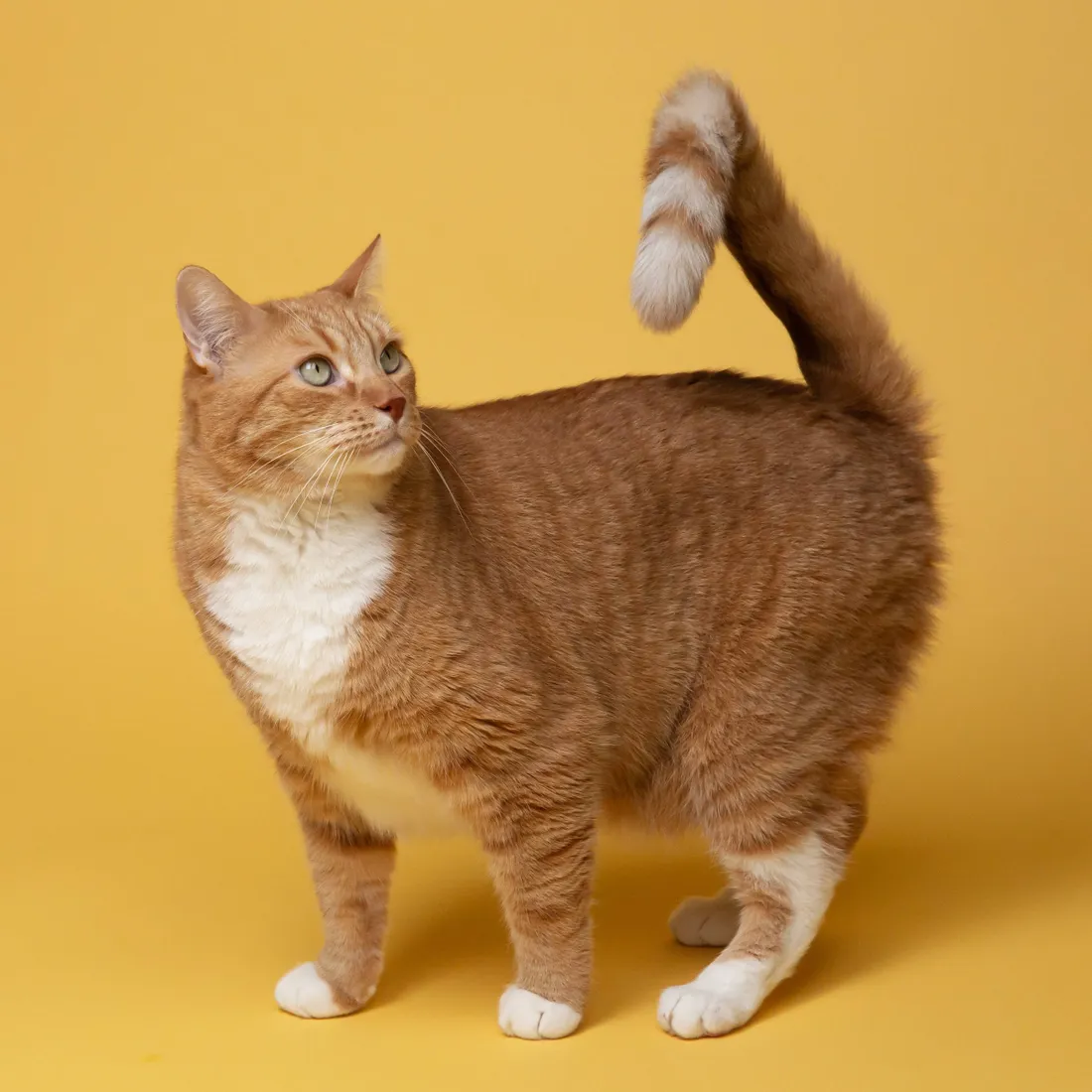 Matching Cat PFP