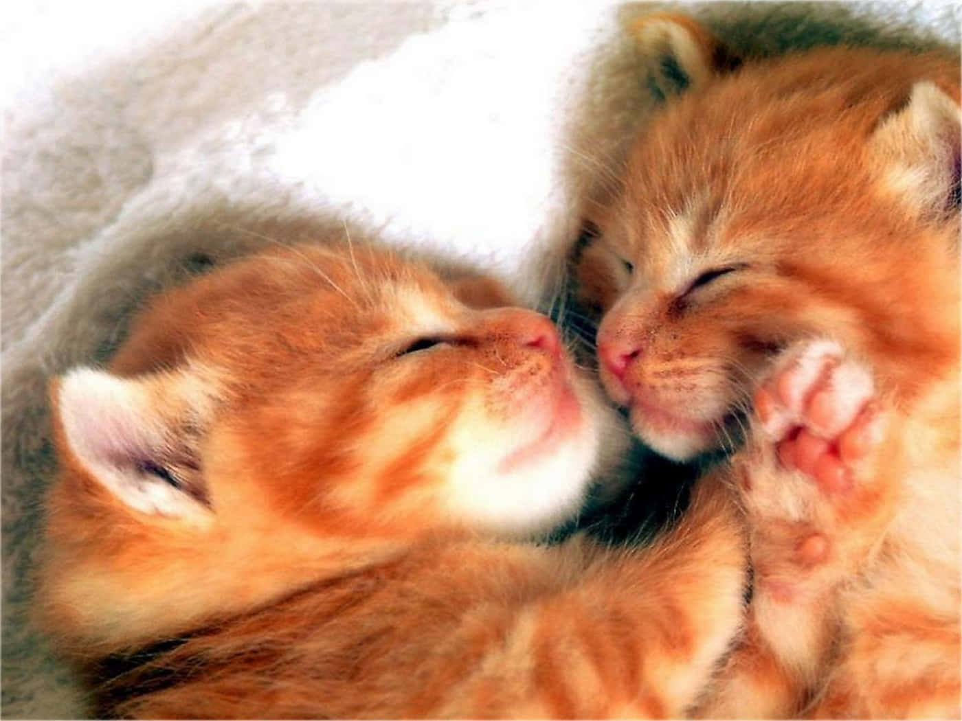 orange tabby kittens, snuggle asleep, soft white blanket, HD Desktop Wallpaper
