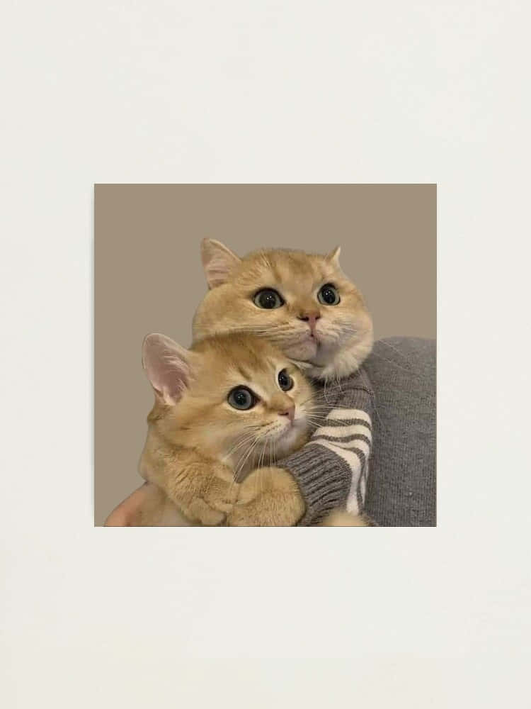 Matching Cat Pfp, ginger cats, gray couch, SD Phone Wallpaper