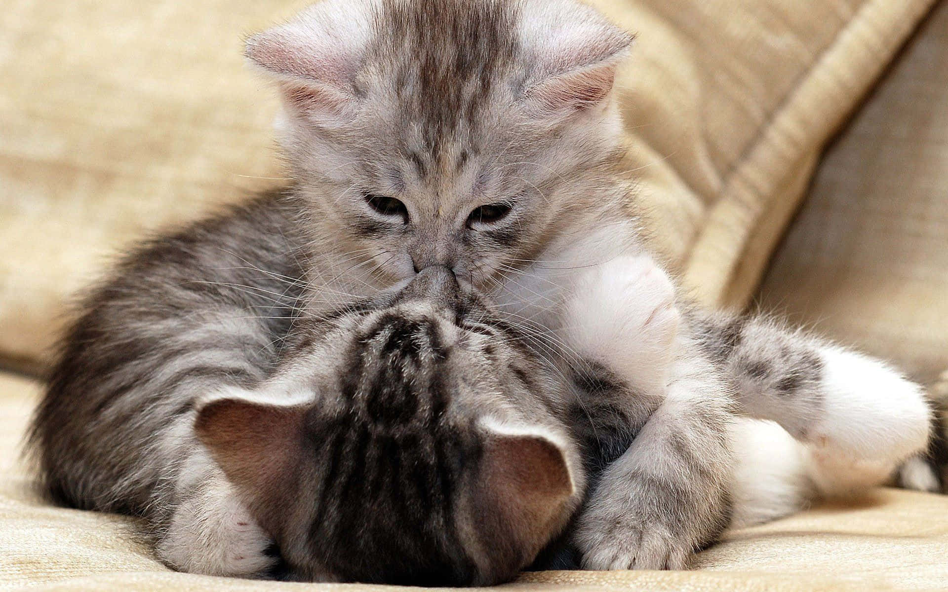 Matching Cat Pfp, fluffy tabby kittens, cuddling, Full HD Desktop Wallpaper
