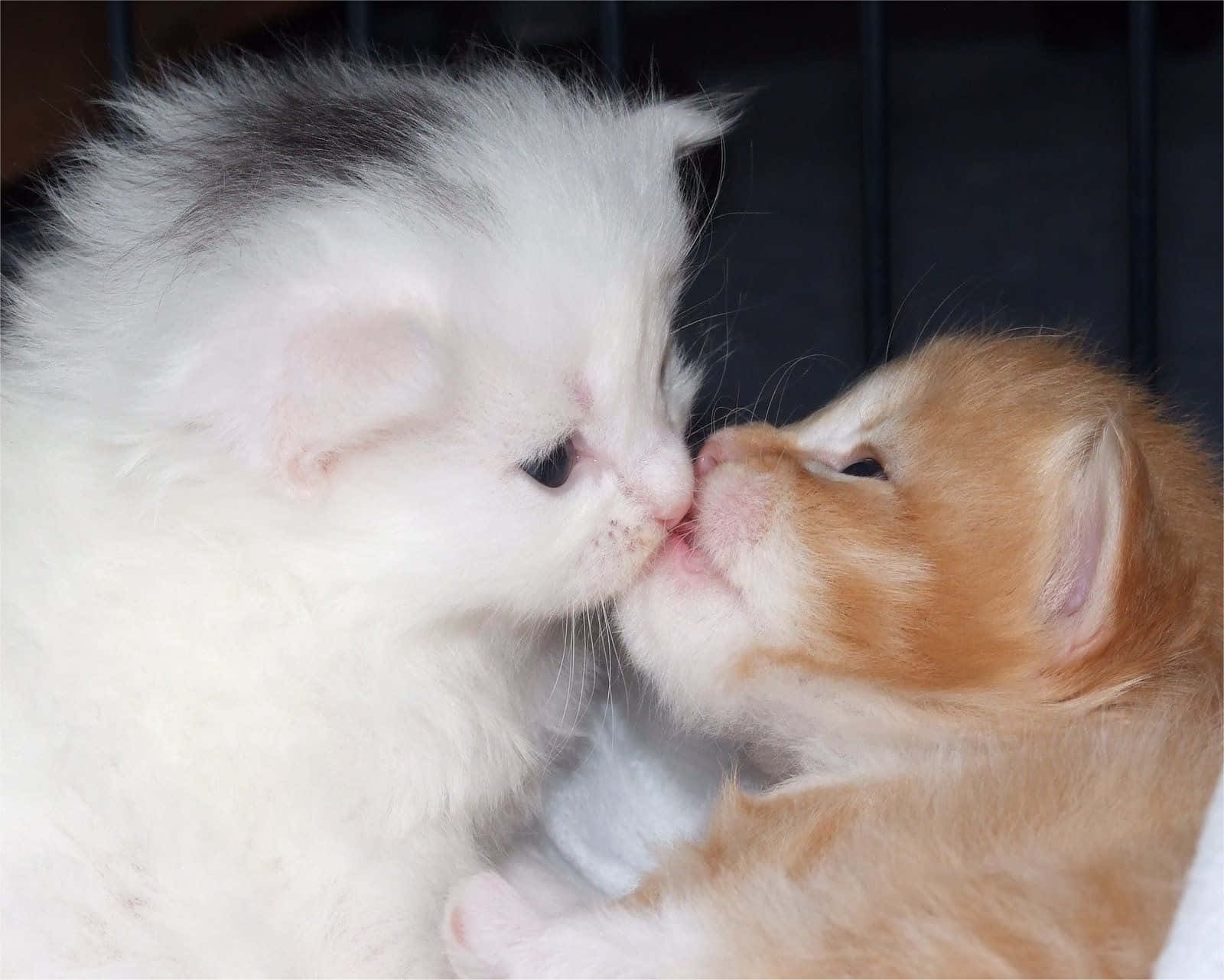 Matching Cat Pfp, kittens, white, HD Desktop Wallpaper