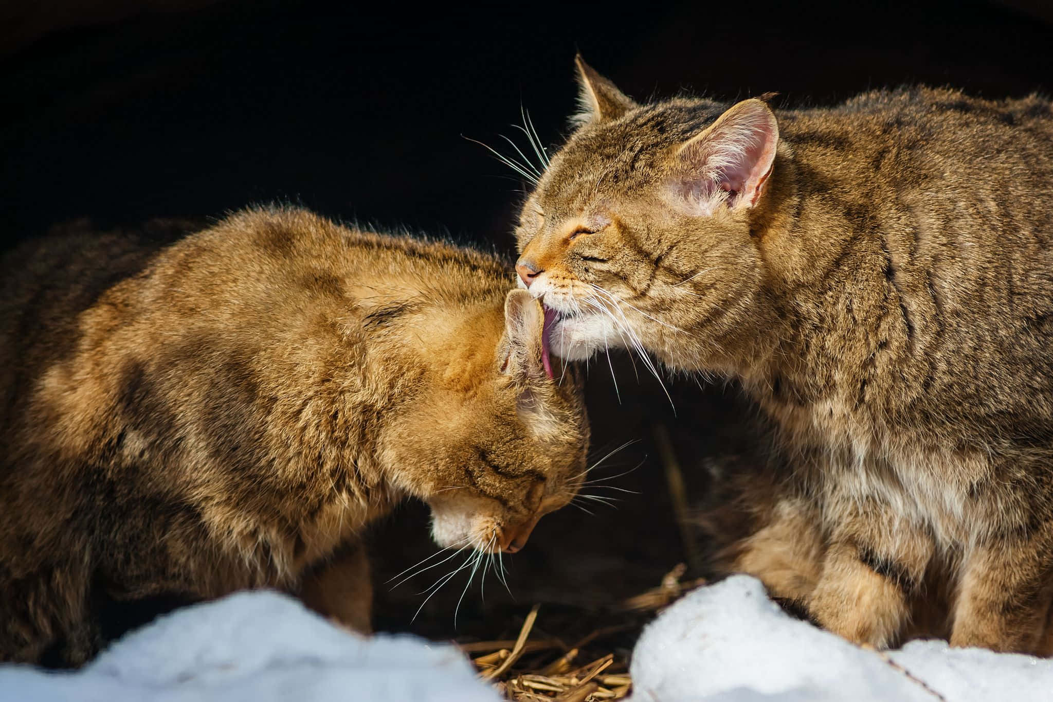 Matching Cat Pfp, tabby cats, grooms ear, Full HD Desktop Wallpaper
