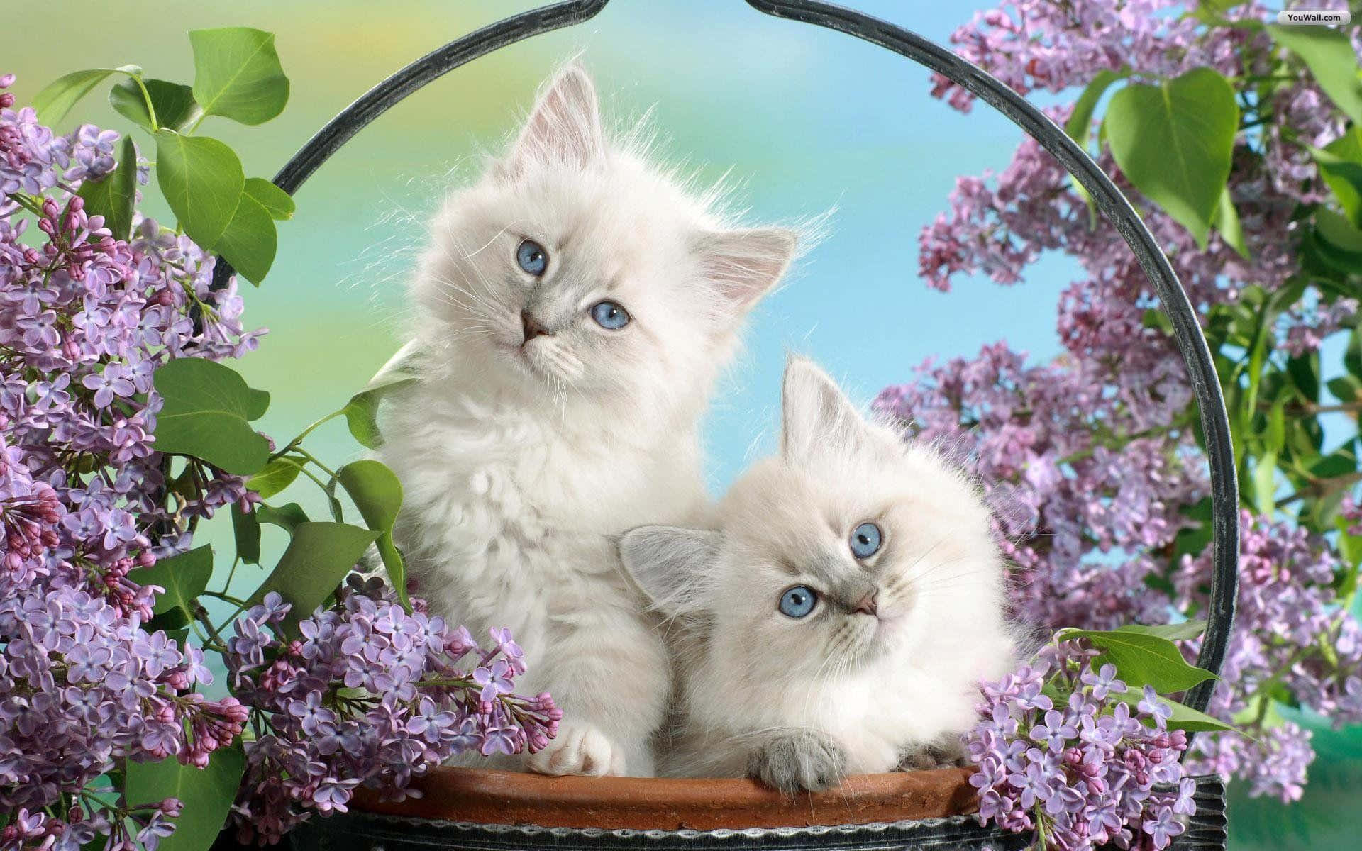Matching Cat Pfp, flower basket, purple lilac blossoms, Full HD Desktop Wallpaper