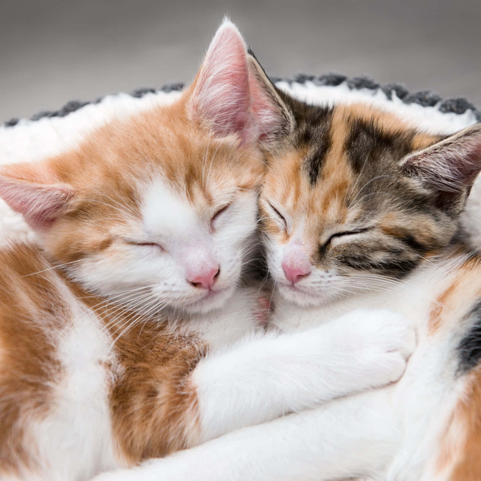 Matching Cat Pfp, fluffy cats, nap peacefully, HD Desktop Wallpaper