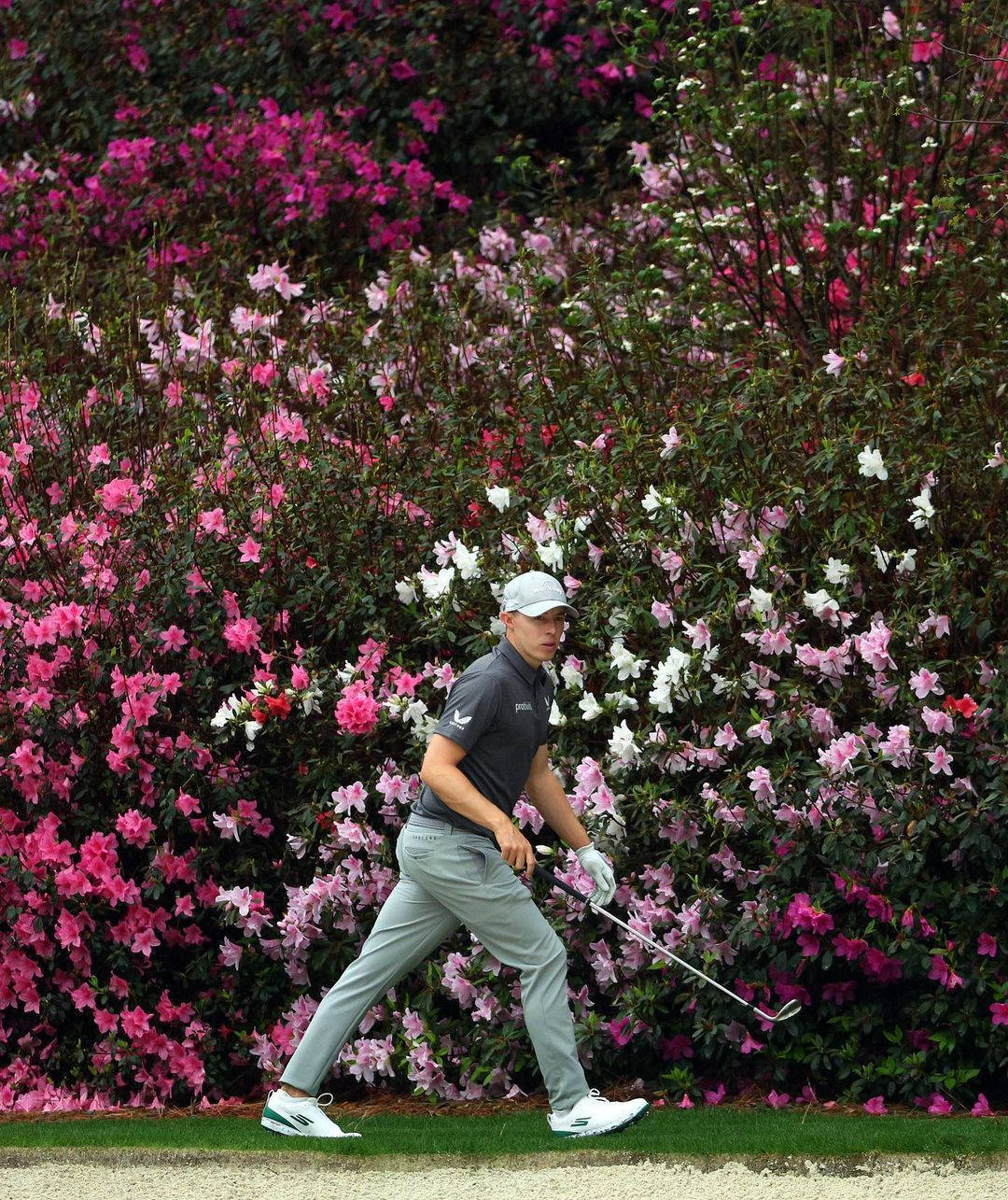 Matt Fitzpatrick, vibrant pink and white flowering hedge, sunny day, HD Phone Wallpaper