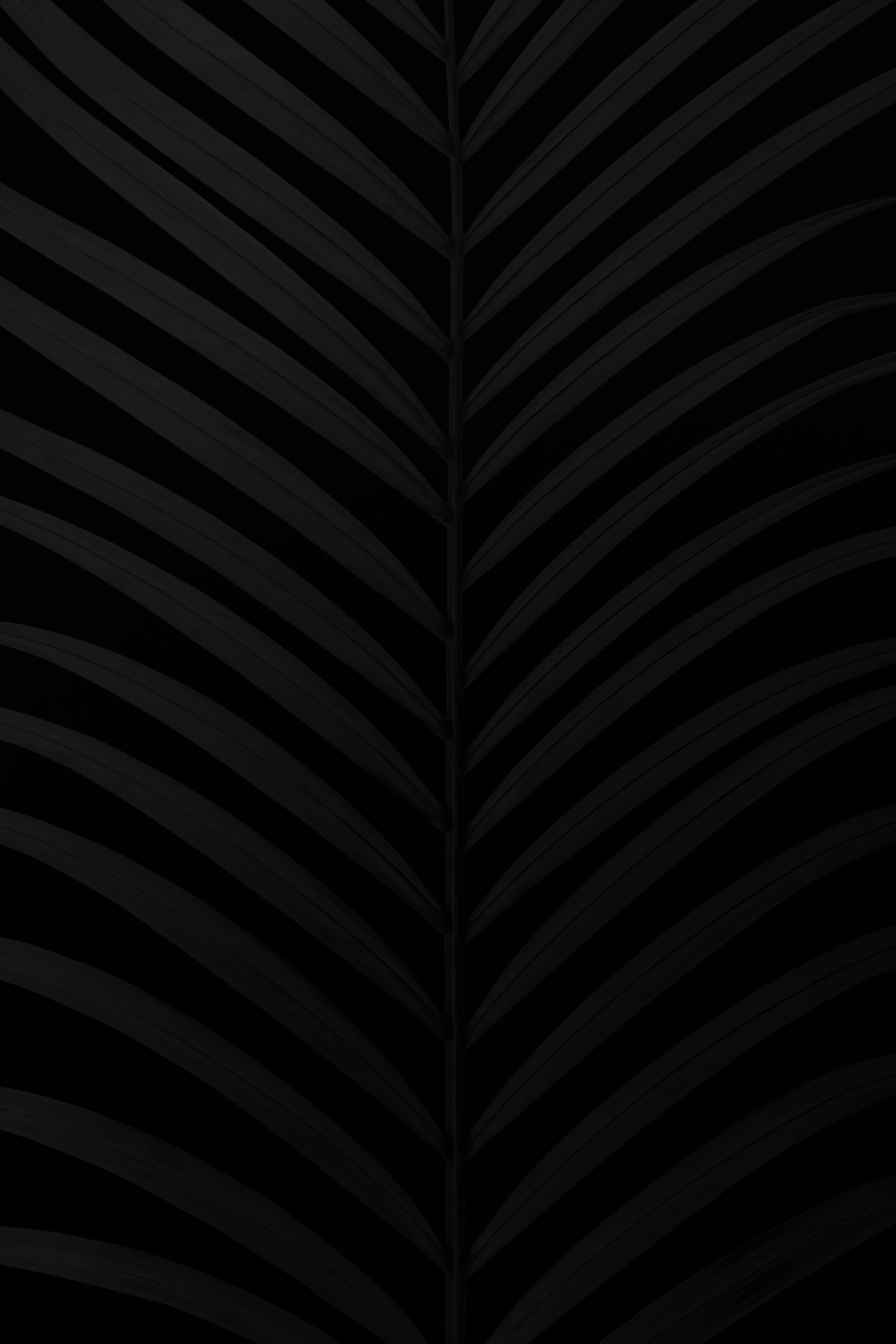 matte black, palm leaf, vein pattern, 8K Phone Wallpaper