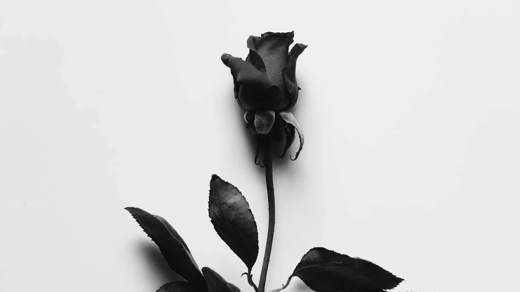 black rose, wilted petals, dark leaves, HD Desktop Wallpaper