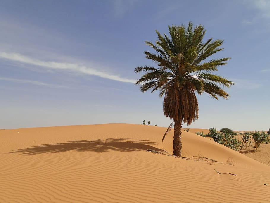 Mauritania, lone palm tree, golden sand dune, SD Desktop Wallpaper