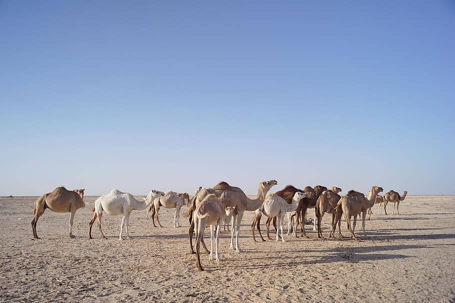 camels, Mauritania, desert, SD Desktop Wallpaper