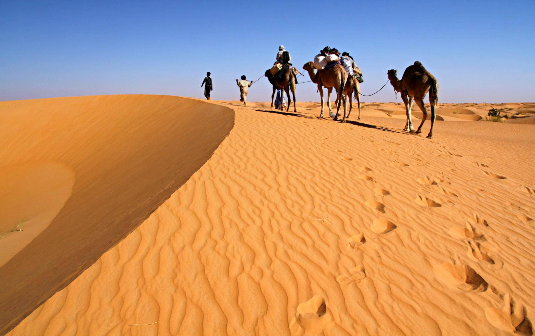 camels, Mauritania, desert, HD Desktop Wallpaper