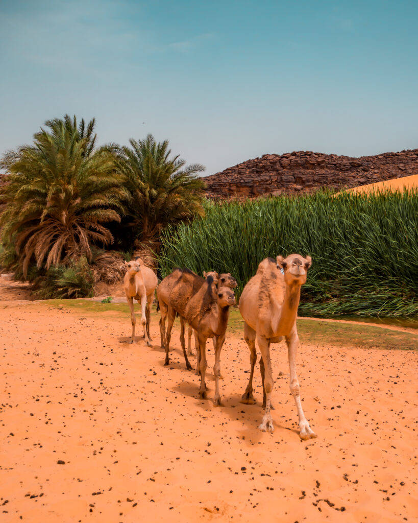 Mauritania, camels, palm trees, SD Phone Wallpaper