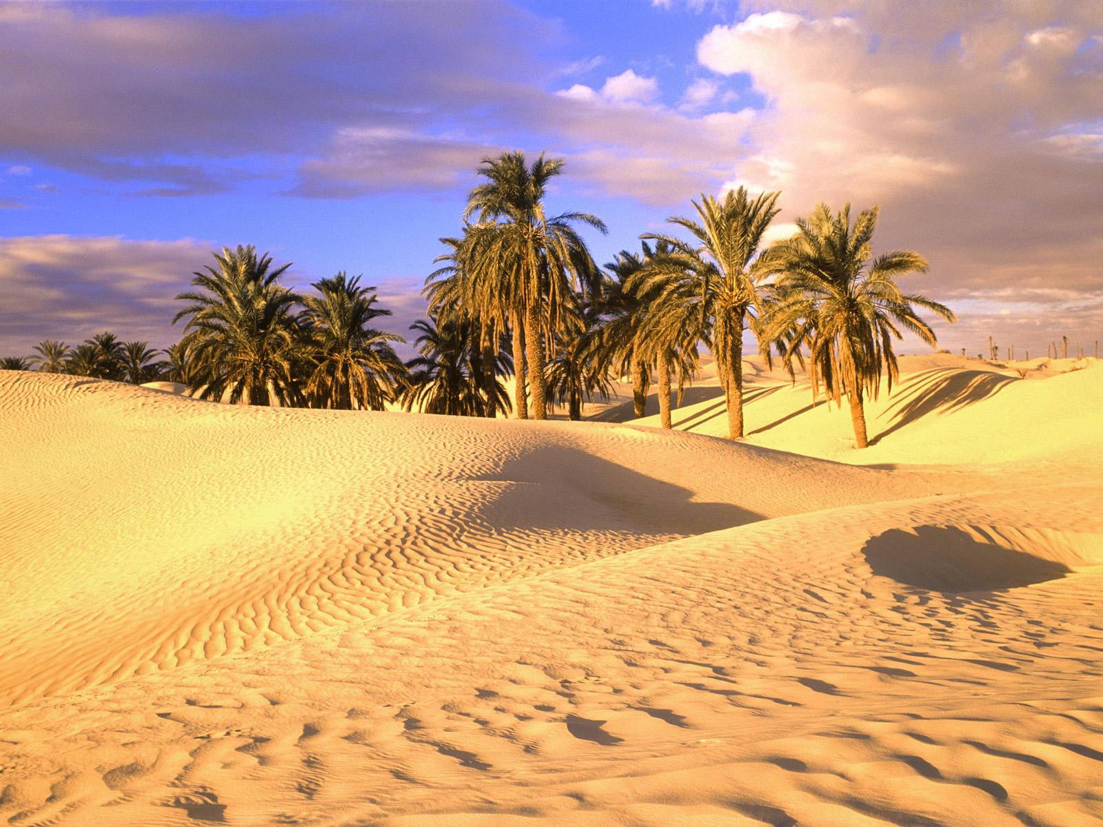Mauritania, palm trees, desert, HD Desktop Wallpaper