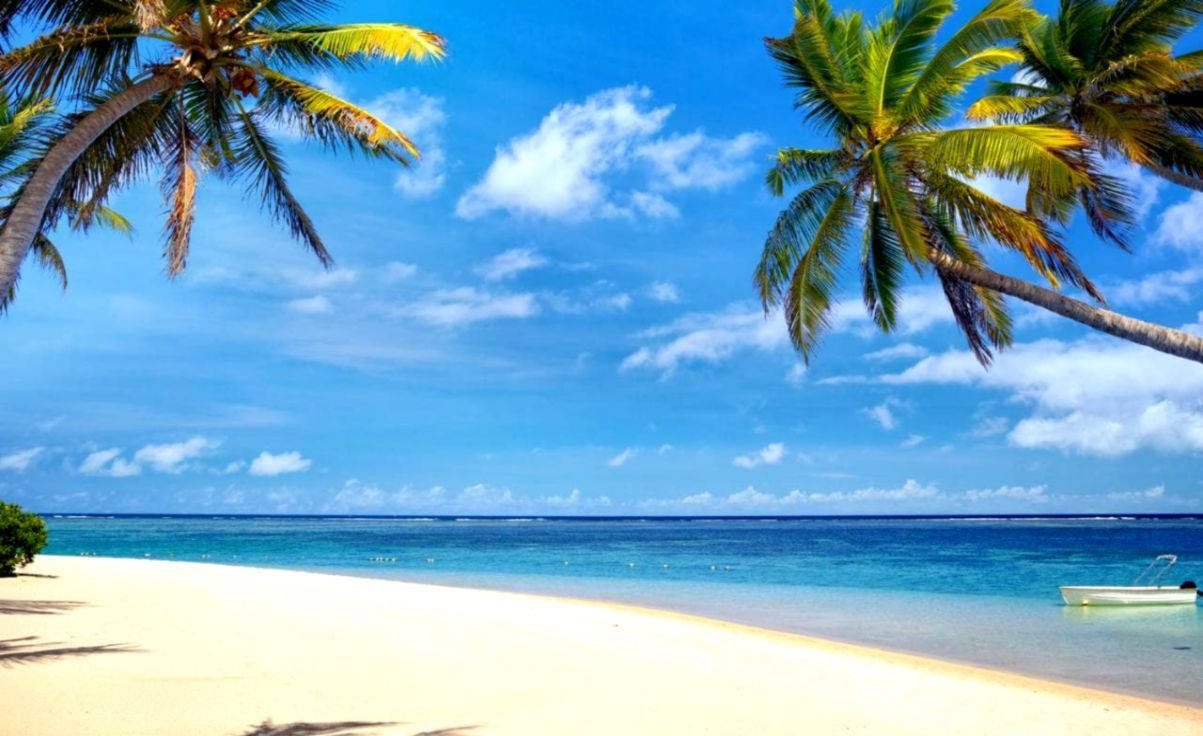 Mauritius, palm trees, beach, SD Desktop Wallpaper