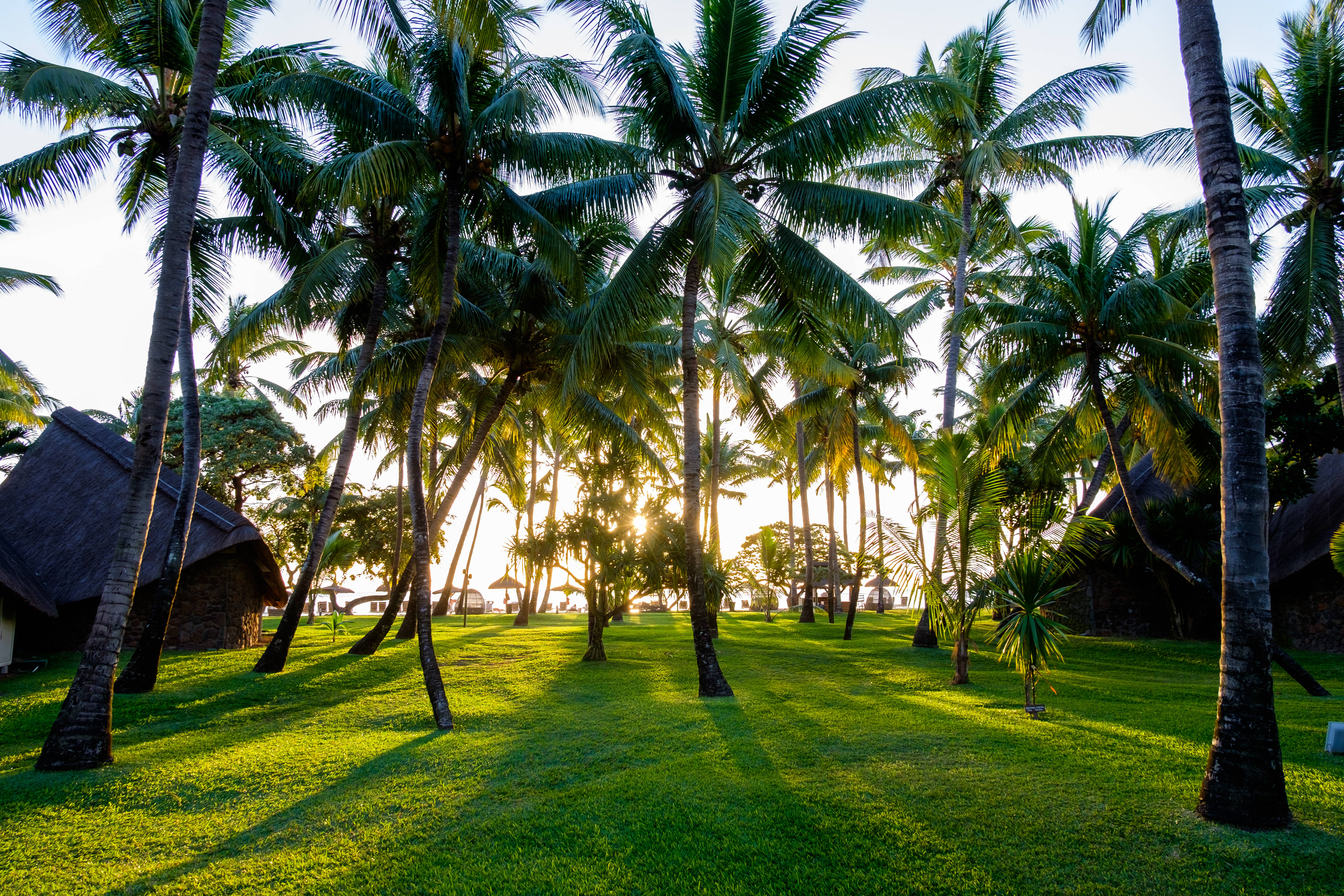 Mauritius, palm trees, beach, 4K Desktop Wallpaper