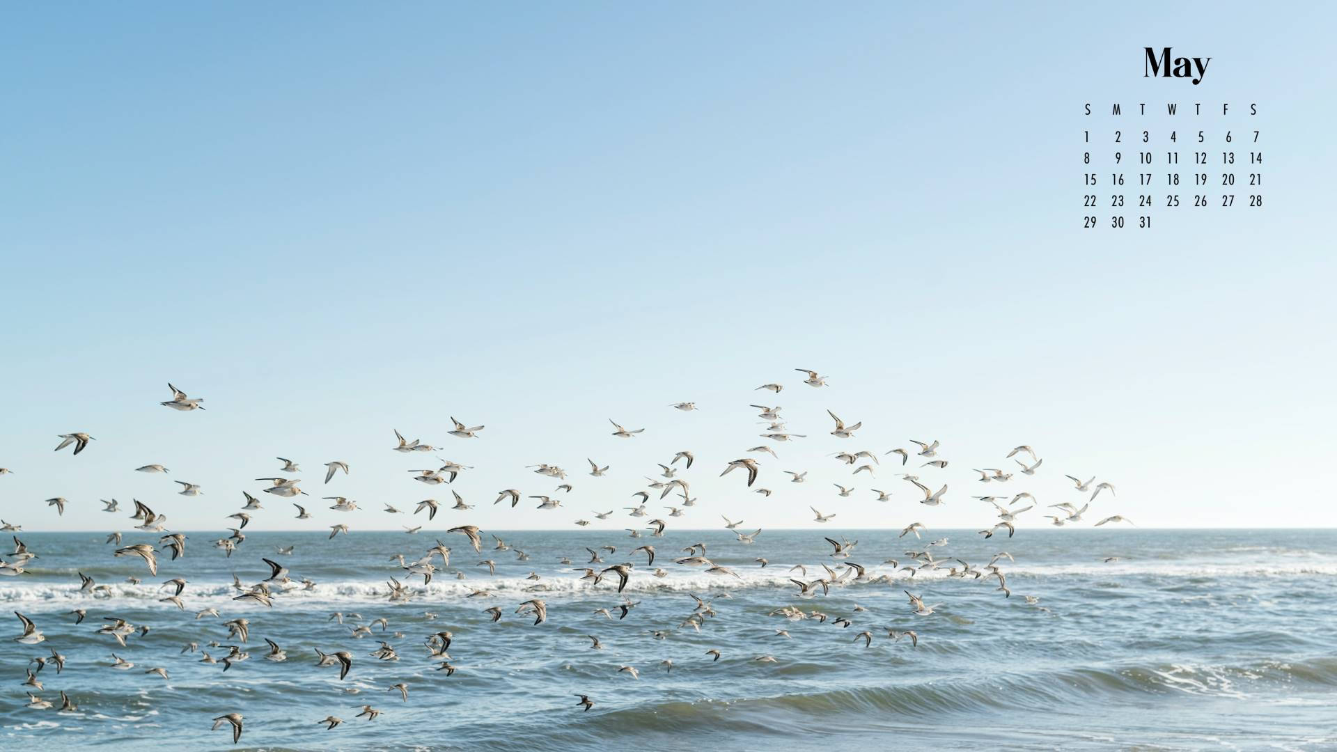 May 2022 Calendar, seagulls, sunlit ocean, Full HD Desktop Wallpaper