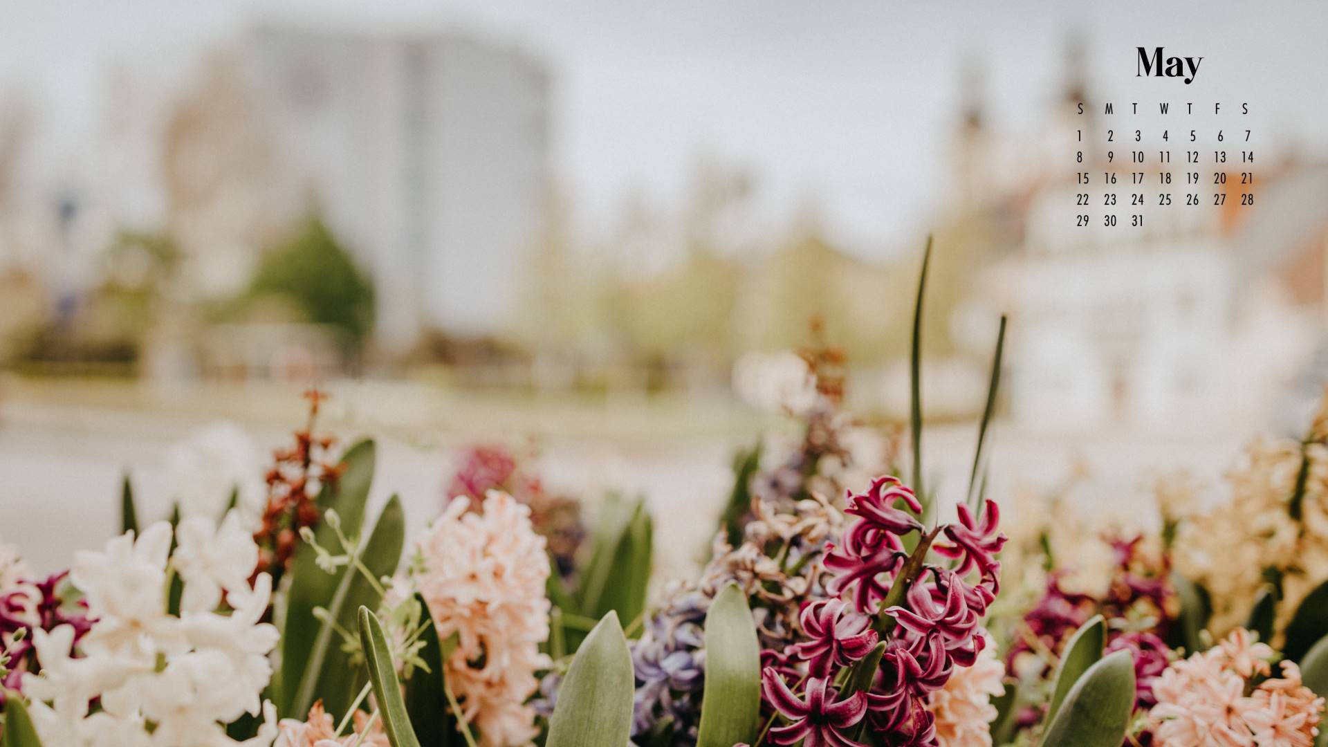 hyacinth, cityscape, May calendar, Full HD Desktop Wallpaper
