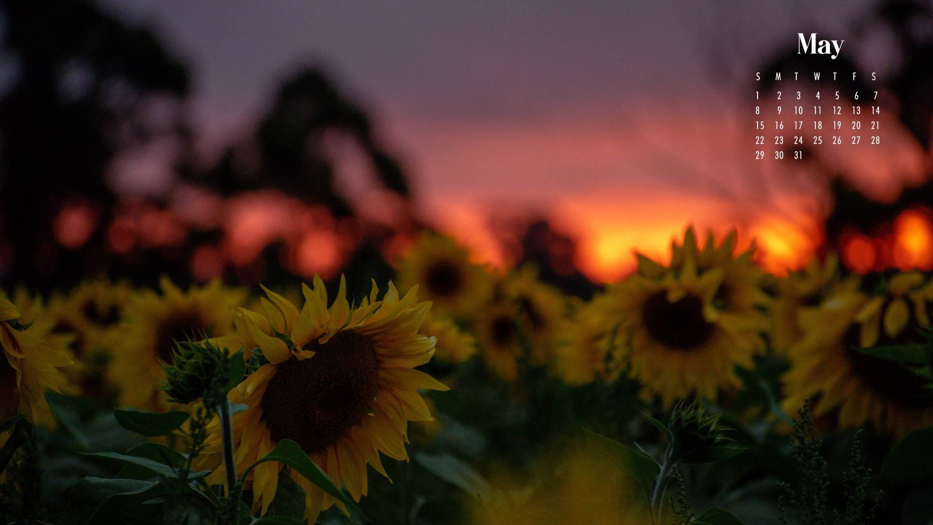 sunflowers, field, sunset, Full HD Desktop Wallpaper