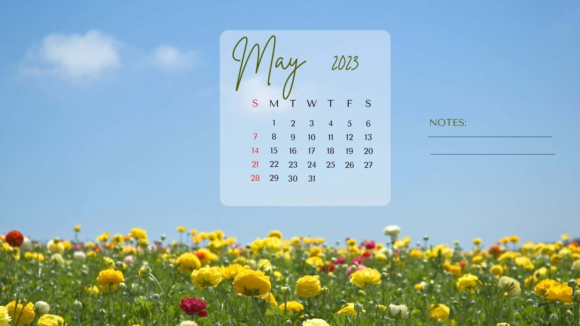 May 2023 Calendar, sunlit field, yellow and red flowers, Full HD Desktop Wallpaper