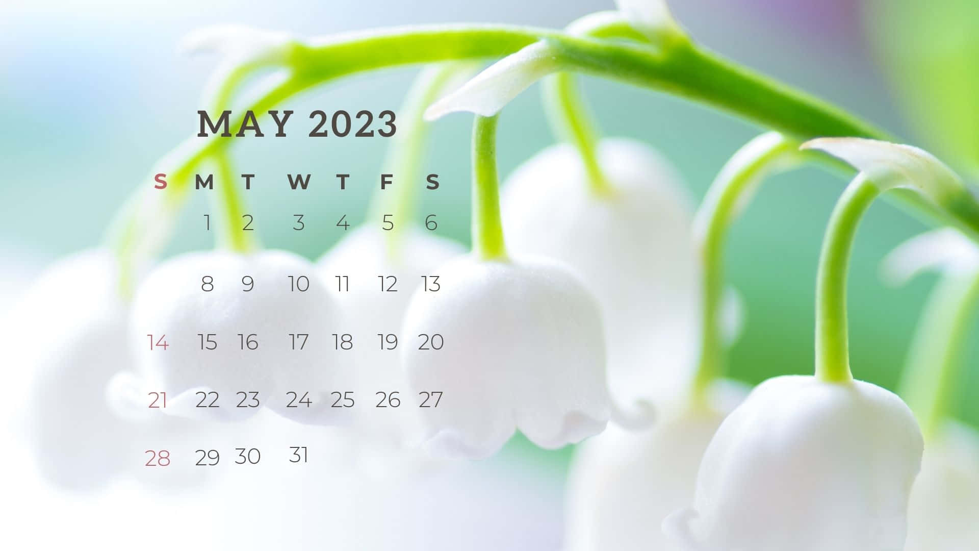 May 2023 Calendar, white lily of the valley flowers, green stems, Full HD Desktop Wallpaper