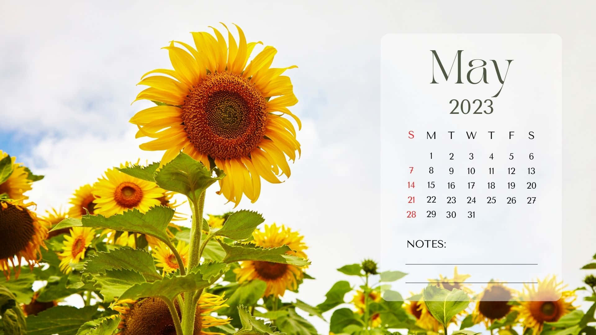 May 2023 calendar, sunflower field, bright sky, Full HD Desktop Wallpaper