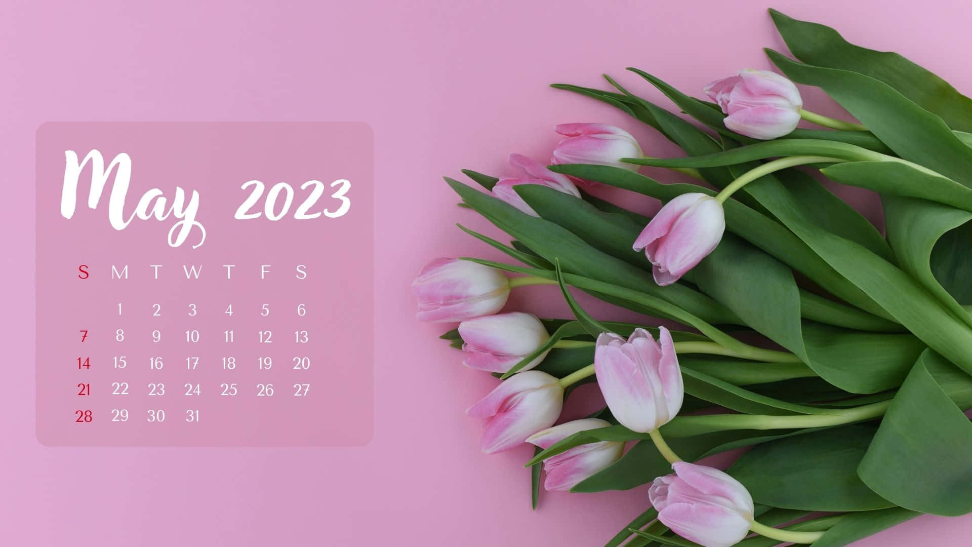 May 2023 Calendar, pink tulips, soft pink background, Full HD Desktop Wallpaper