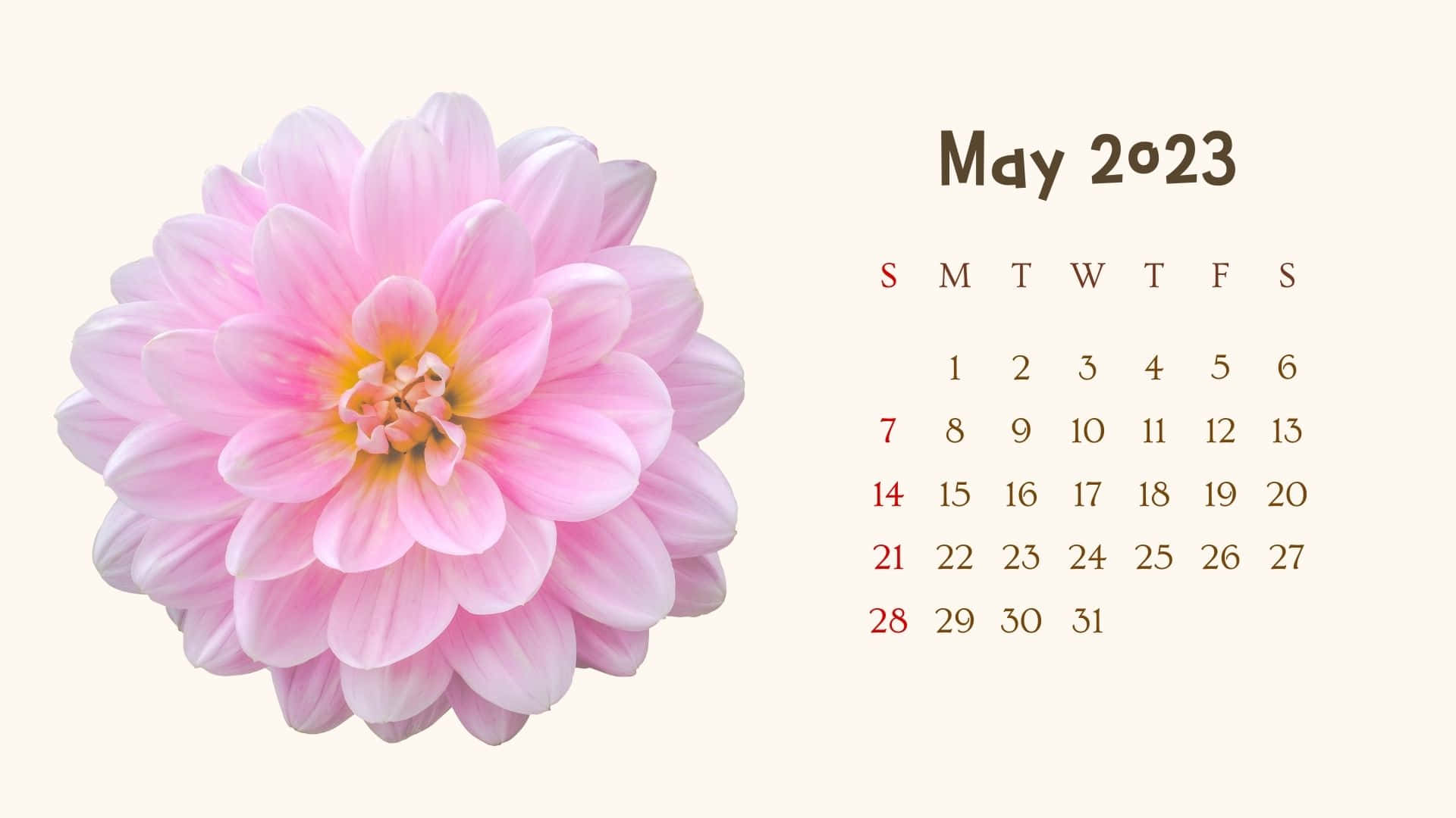 pink dahlia, May 2023 calendar, creamy background, Full HD Desktop Wallpaper