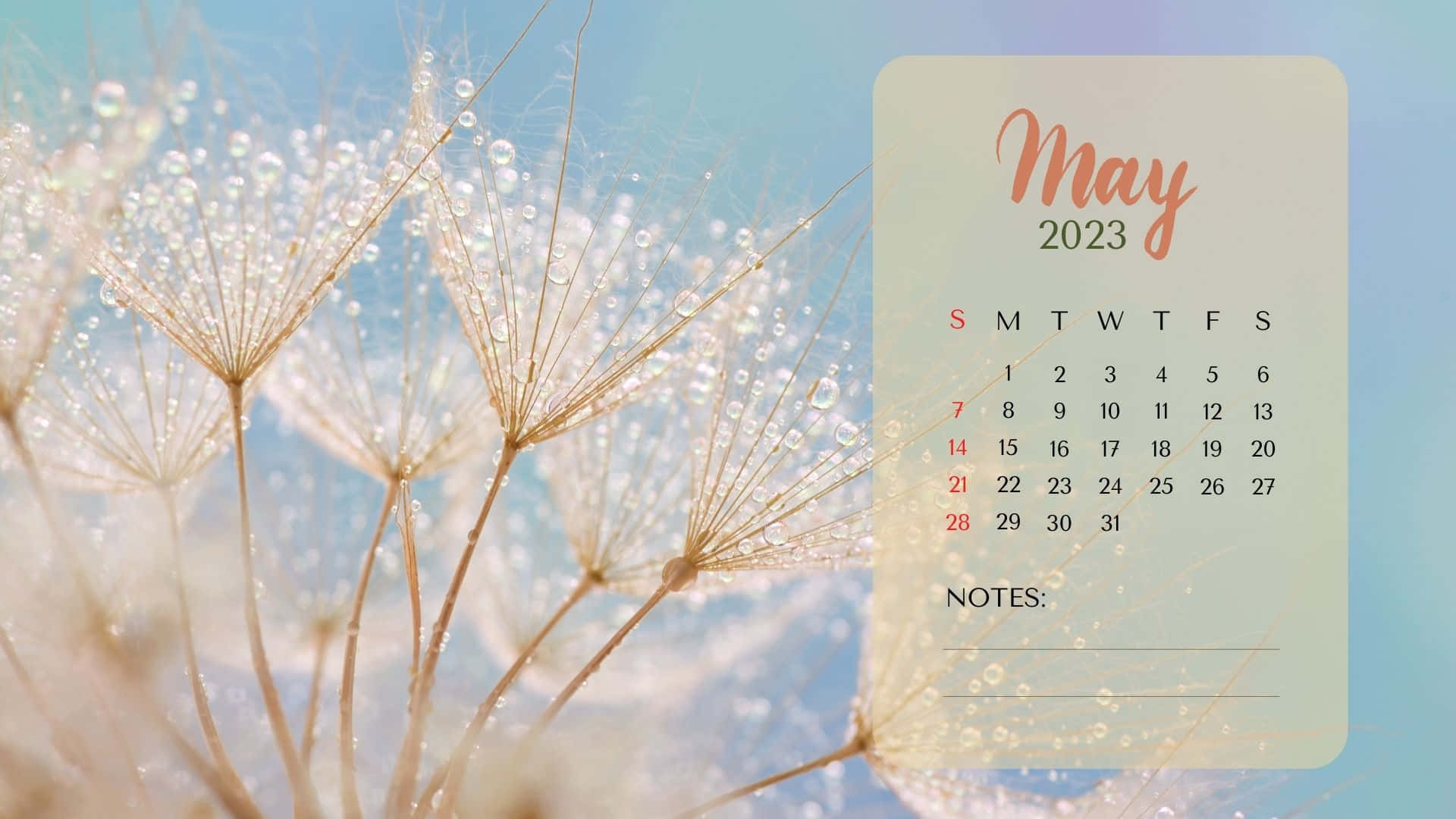 May 2023 Calendar, dew-covered dandelion fluff, soft blue sky, Full HD Desktop Wallpaper
