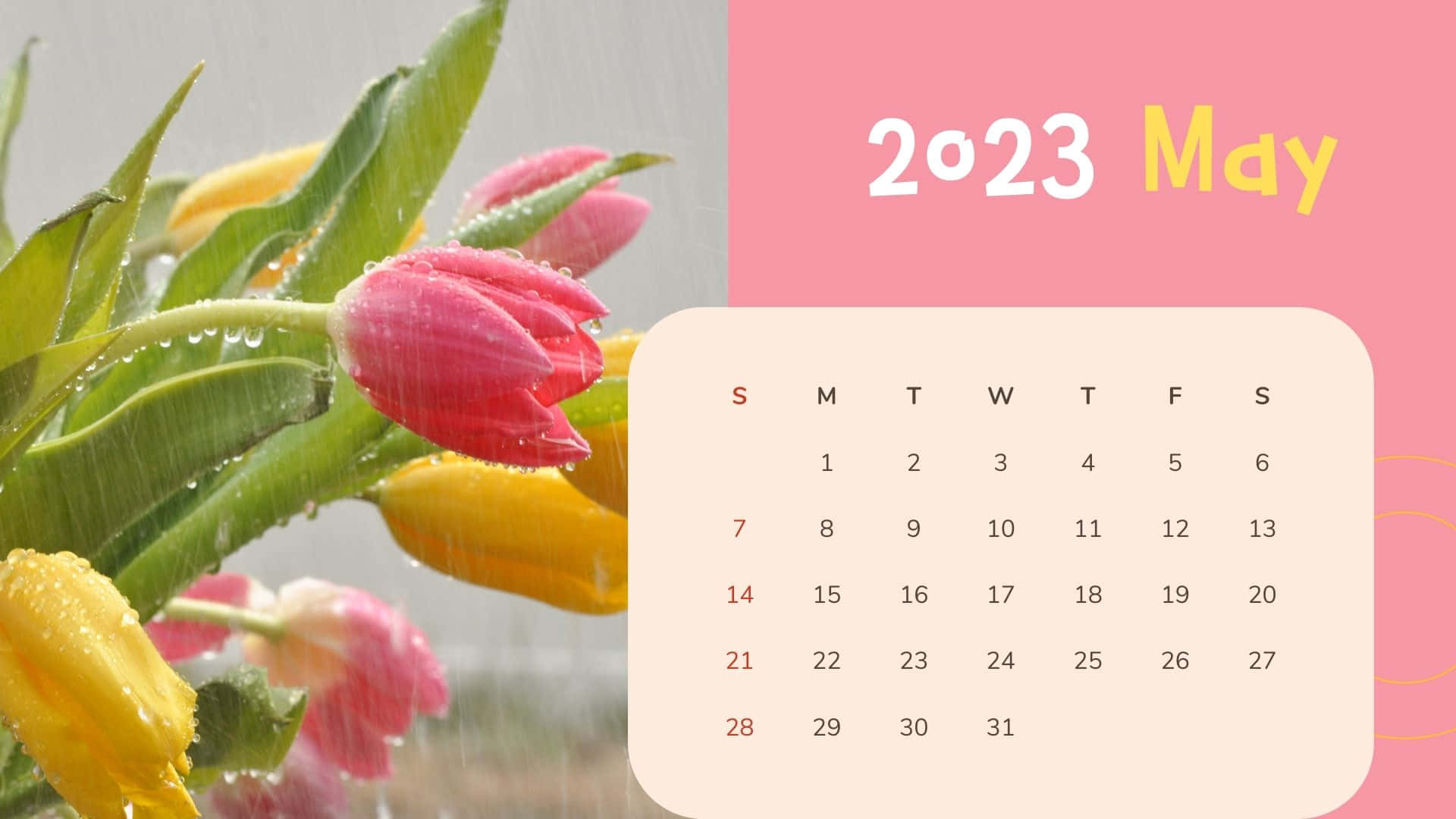 May 2023 Calendar, tulips, raindrops, Full HD Desktop Wallpaper