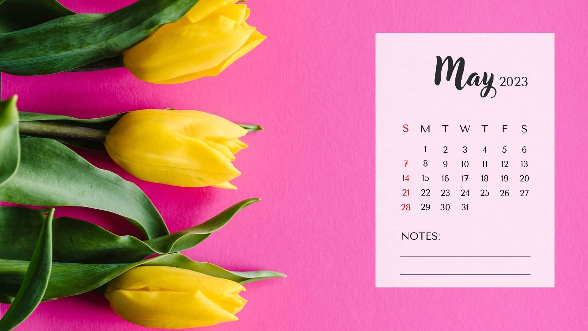 May 2023 calendar, yellow tulips, pink background, Full HD Desktop Wallpaper