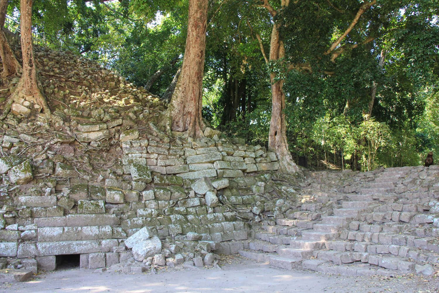 Mayan Ruins Of Copan, mossy steps, towering trees, HD Desktop Wallpaper