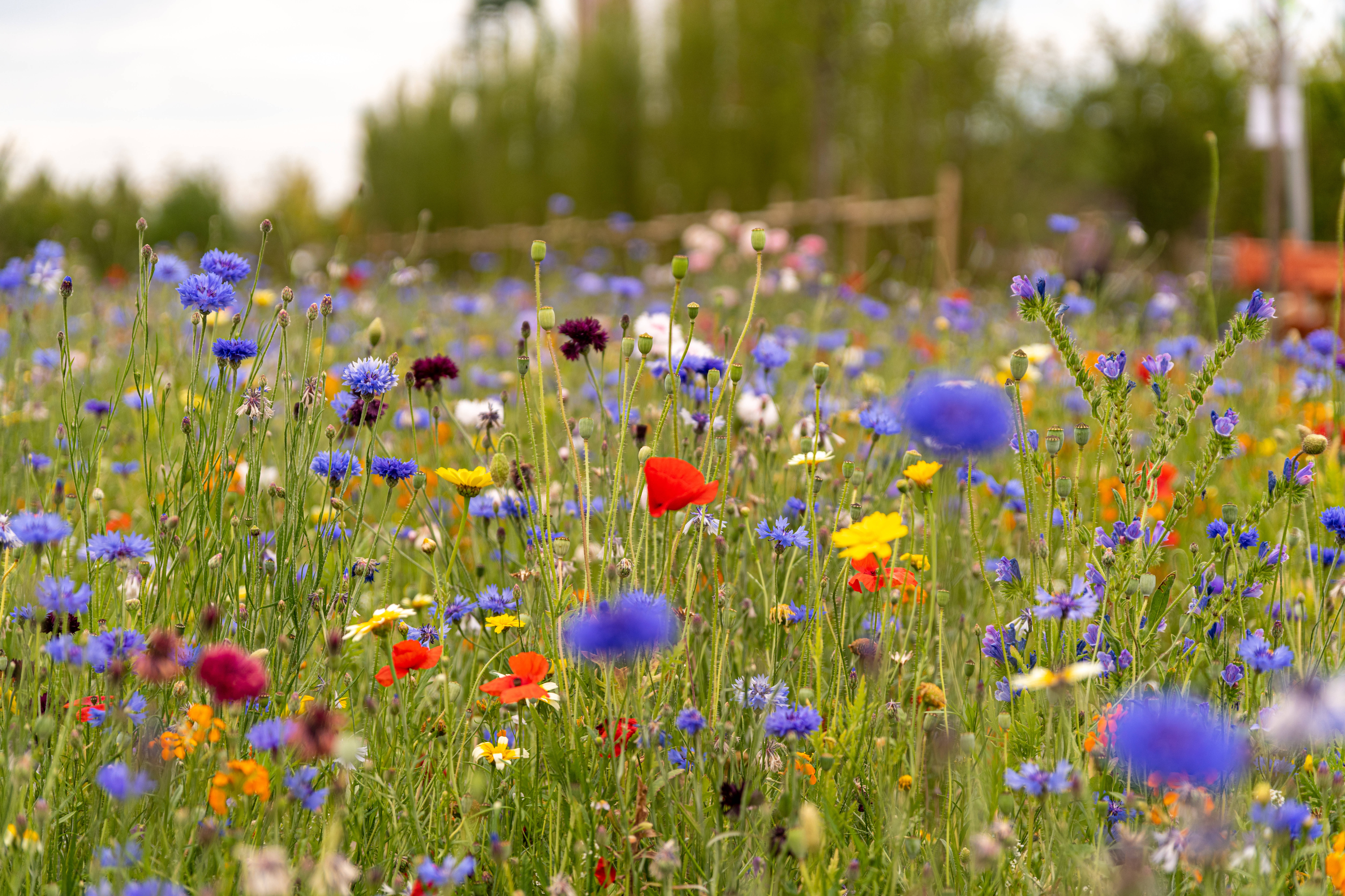 purple flowers meadow, cornflowers, poppies, 8K Desktop Wallpaper
