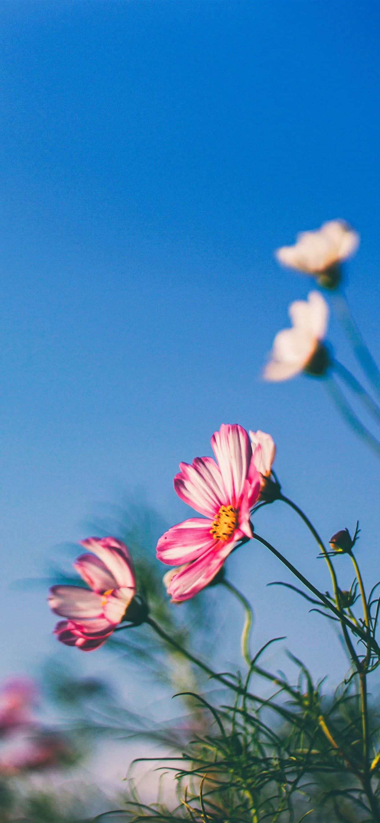 white and pink spring daisy iphone, pink cosmos flowers, clear blue sky, 2K Phone Wallpaper