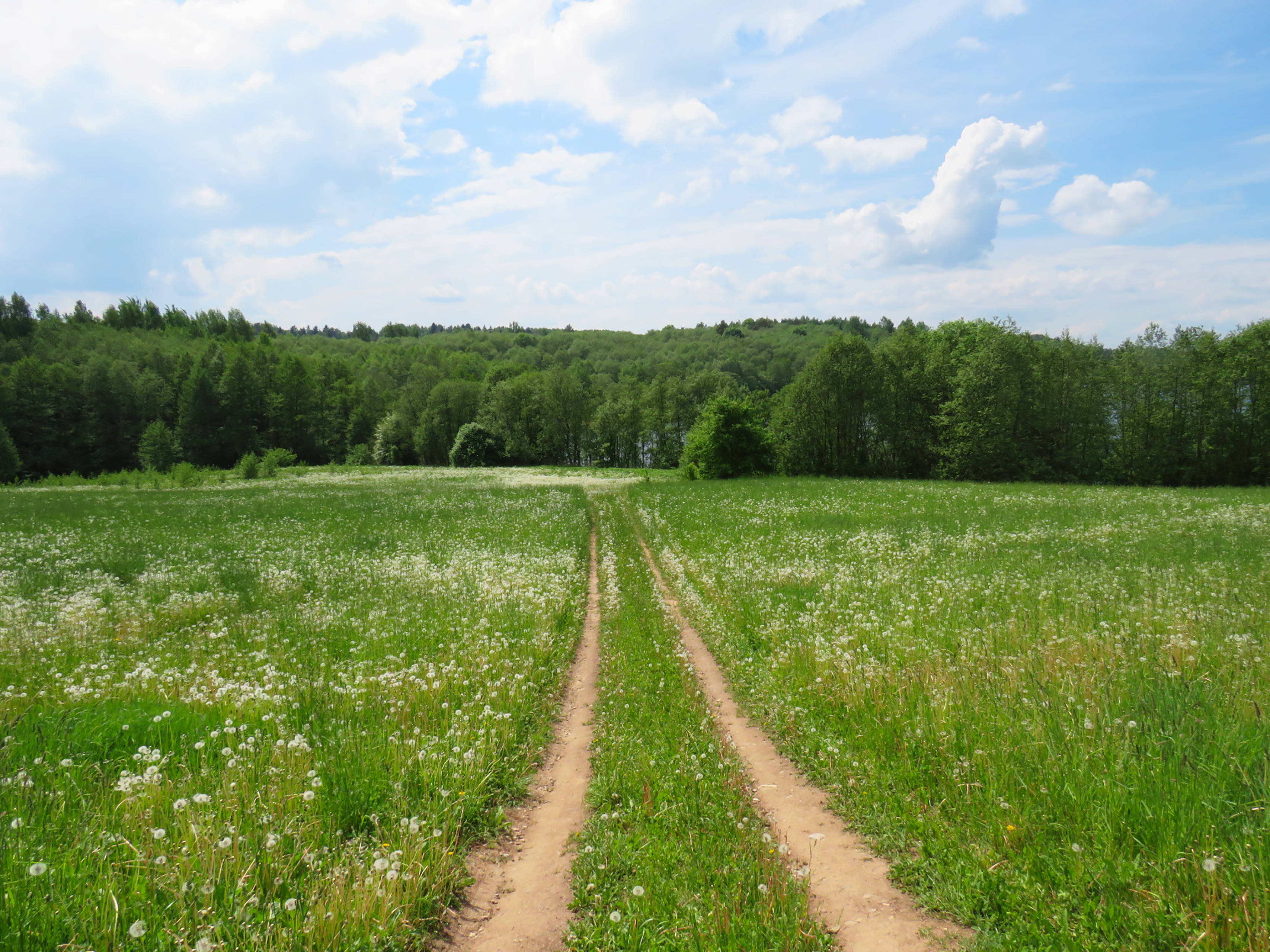 winding dirt path, vibrant green meadow, white wildflowers, 2K Desktop Wallpaper