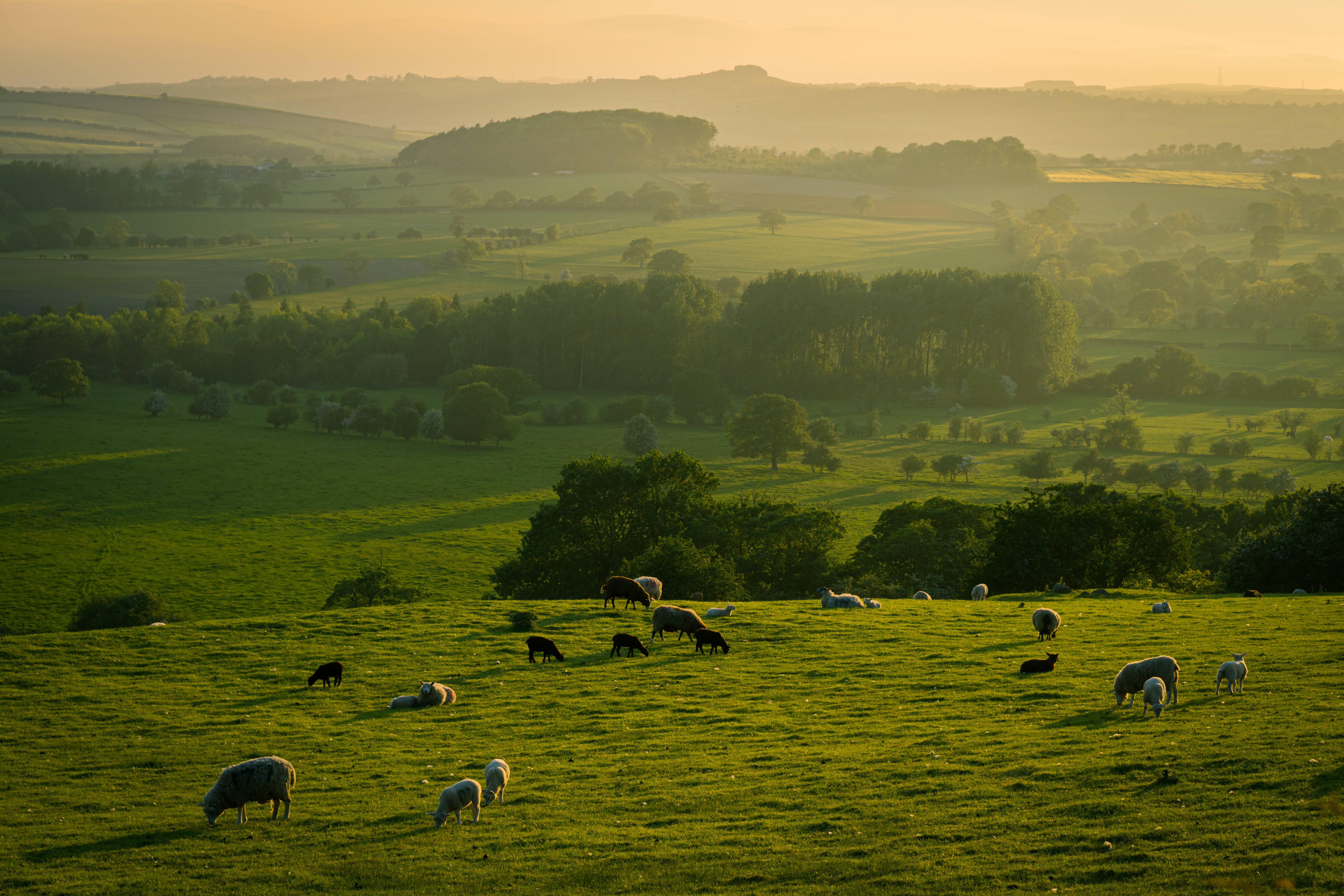 sheep, meadow, sunlit green valley, 5K Desktop Wallpaper