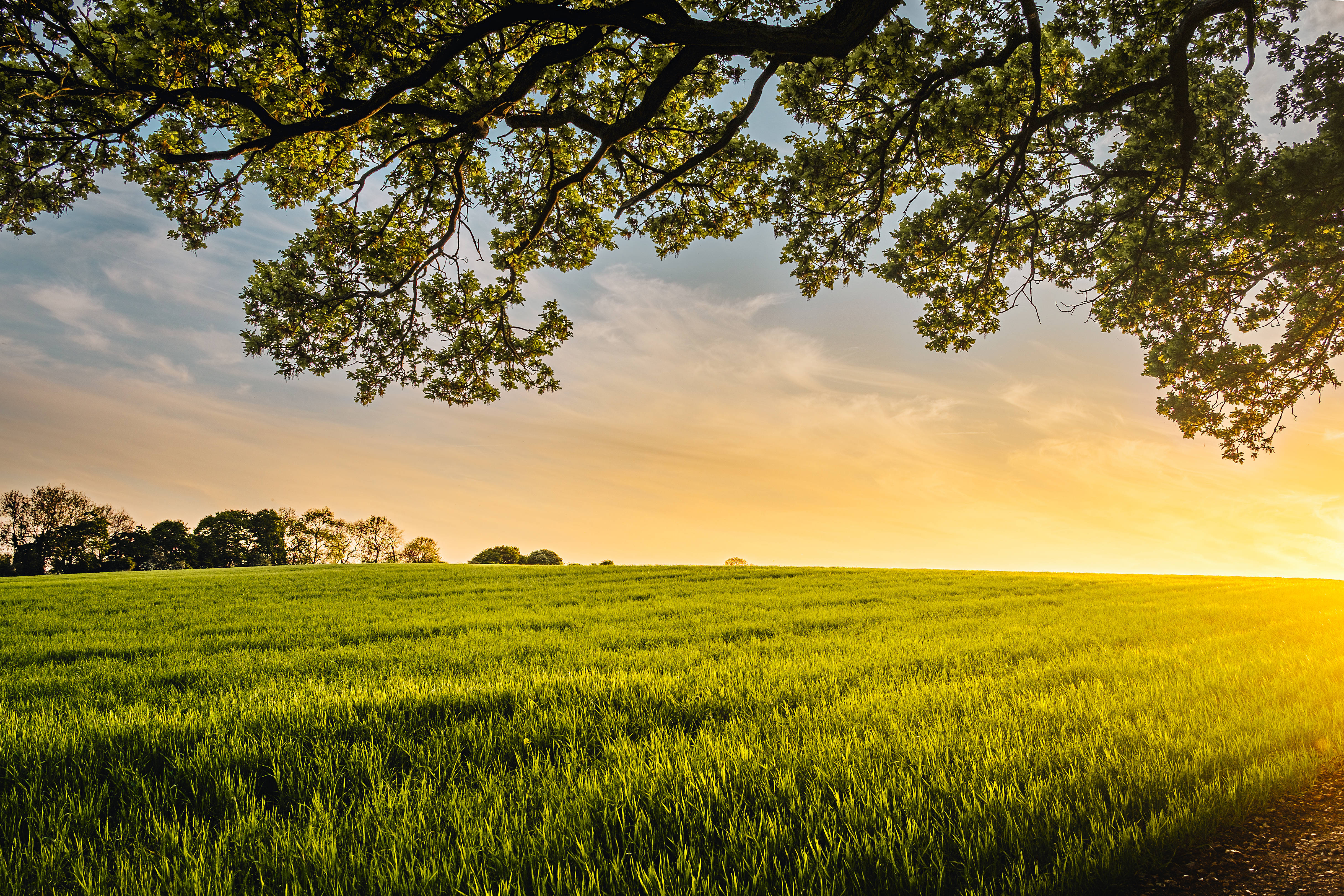 Farmer Meadow Field, sunlit green field, leafy branches, 4K Desktop Wallpaper
