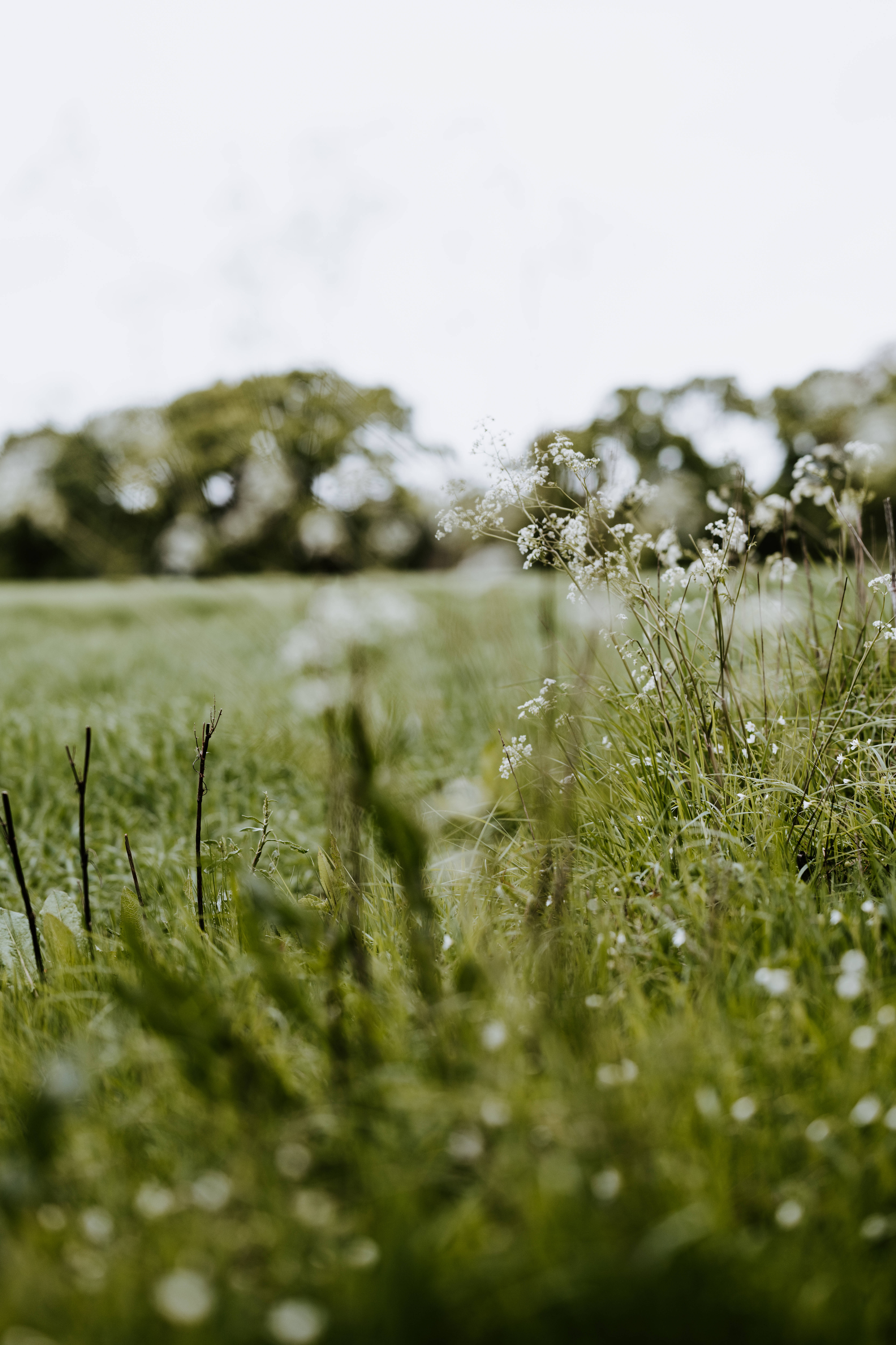 white wildflowers, green grass, blurred trees, 8K Phone Wallpaper