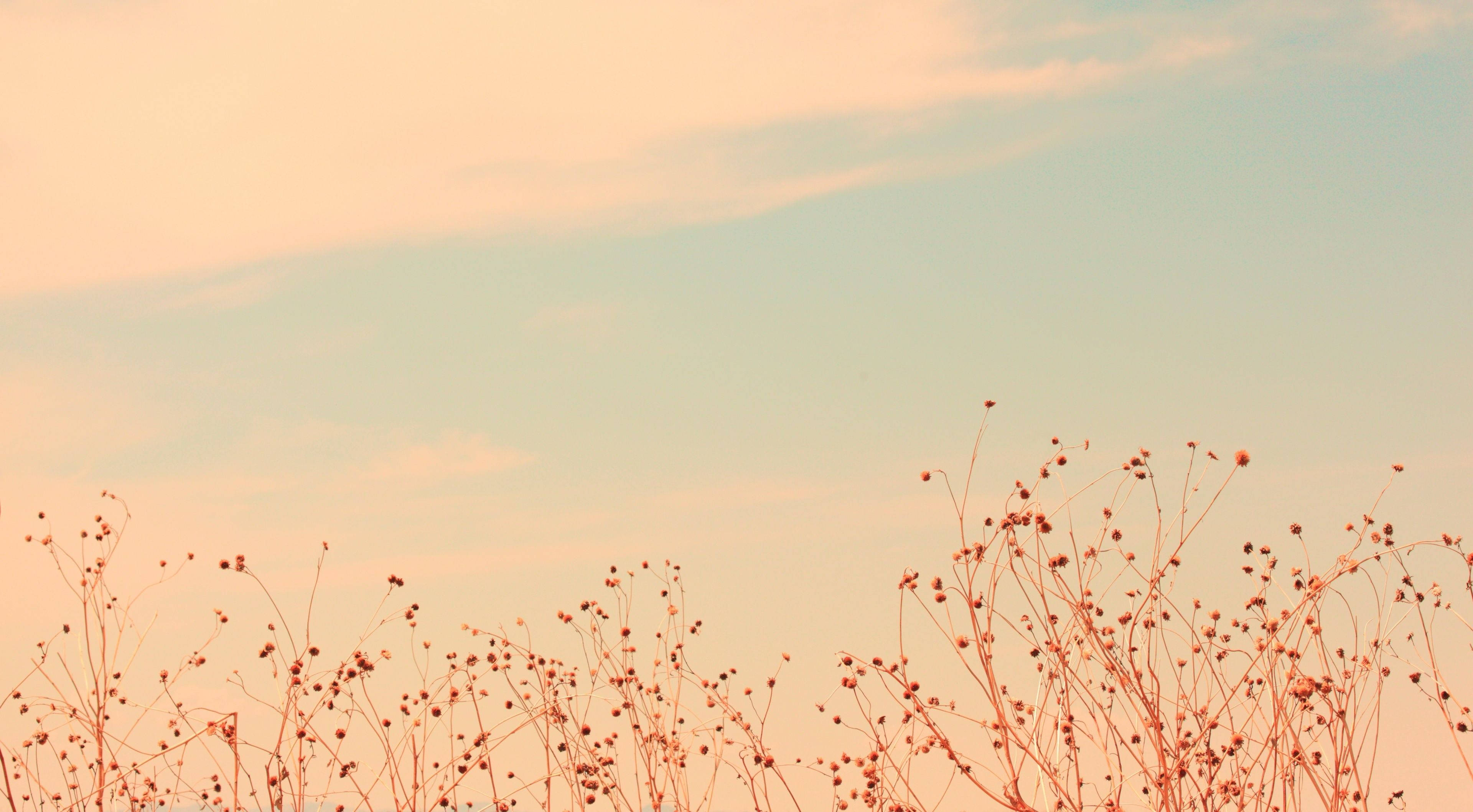 vintage clouds, meadow field, pastel sky, 4K Desktop Wallpaper