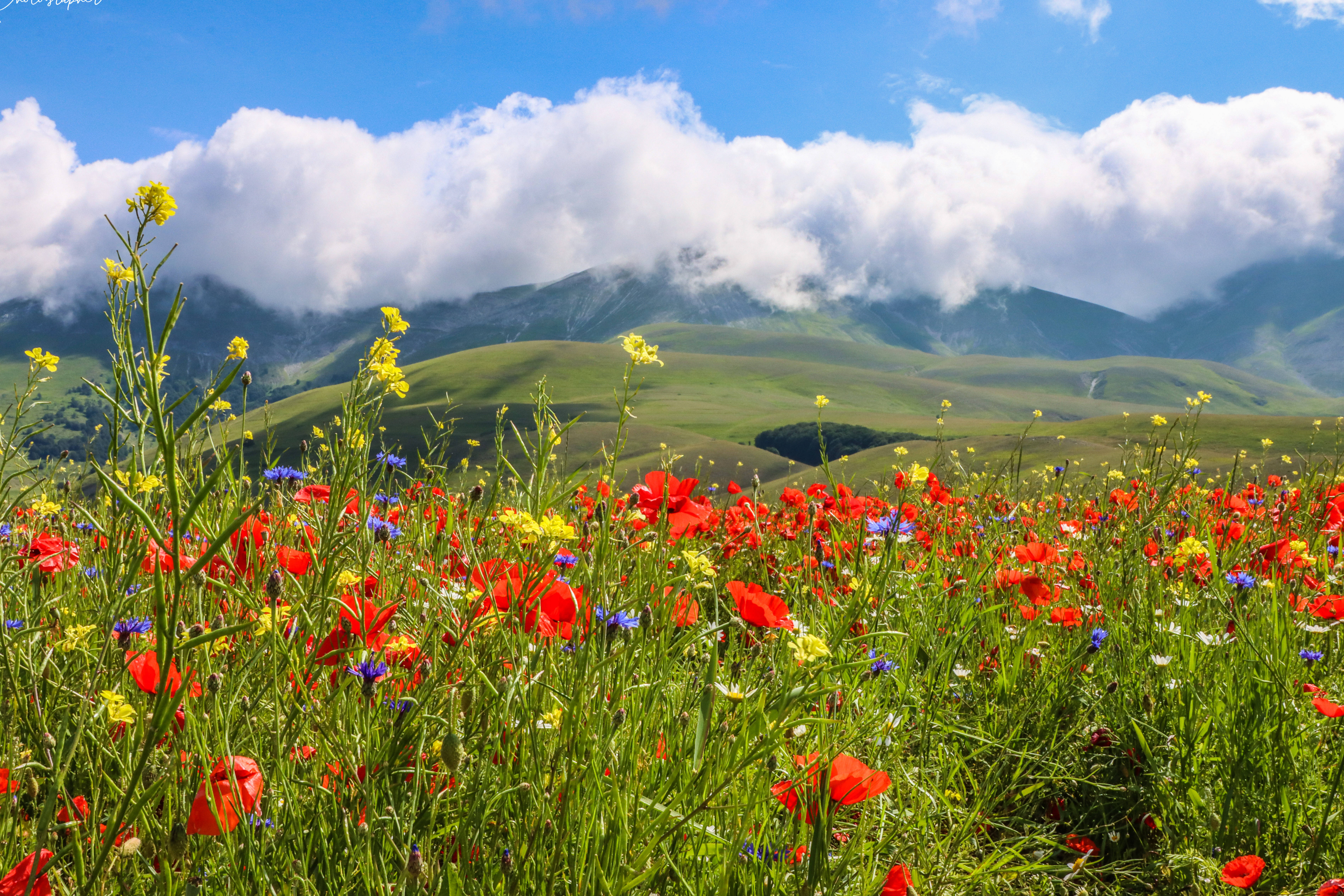 red poppies, yellow wildflowers, sunlit meadow, 5K Desktop Wallpaper