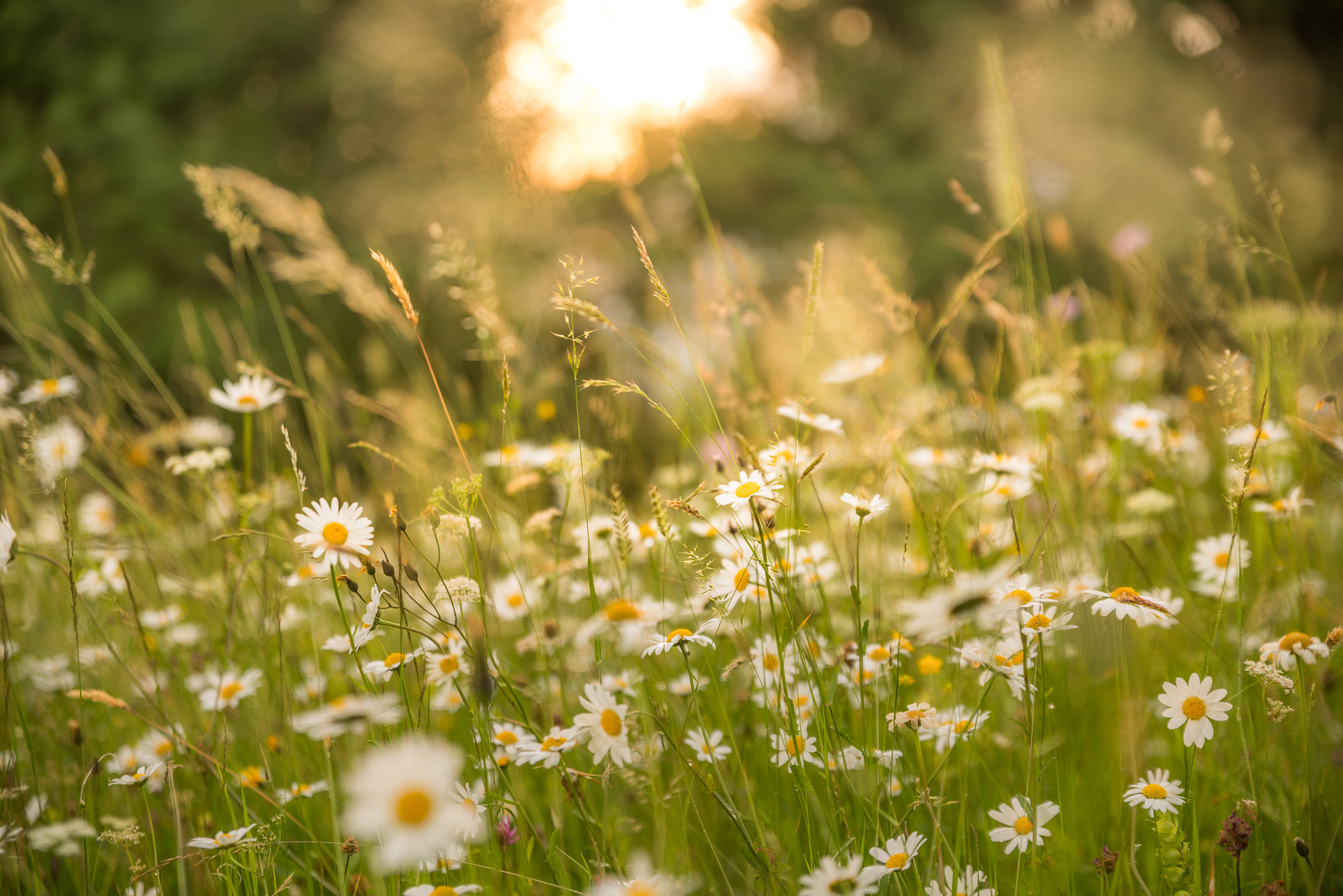 white meadow daisies, tall grass, daisies, 2K Desktop Wallpaper