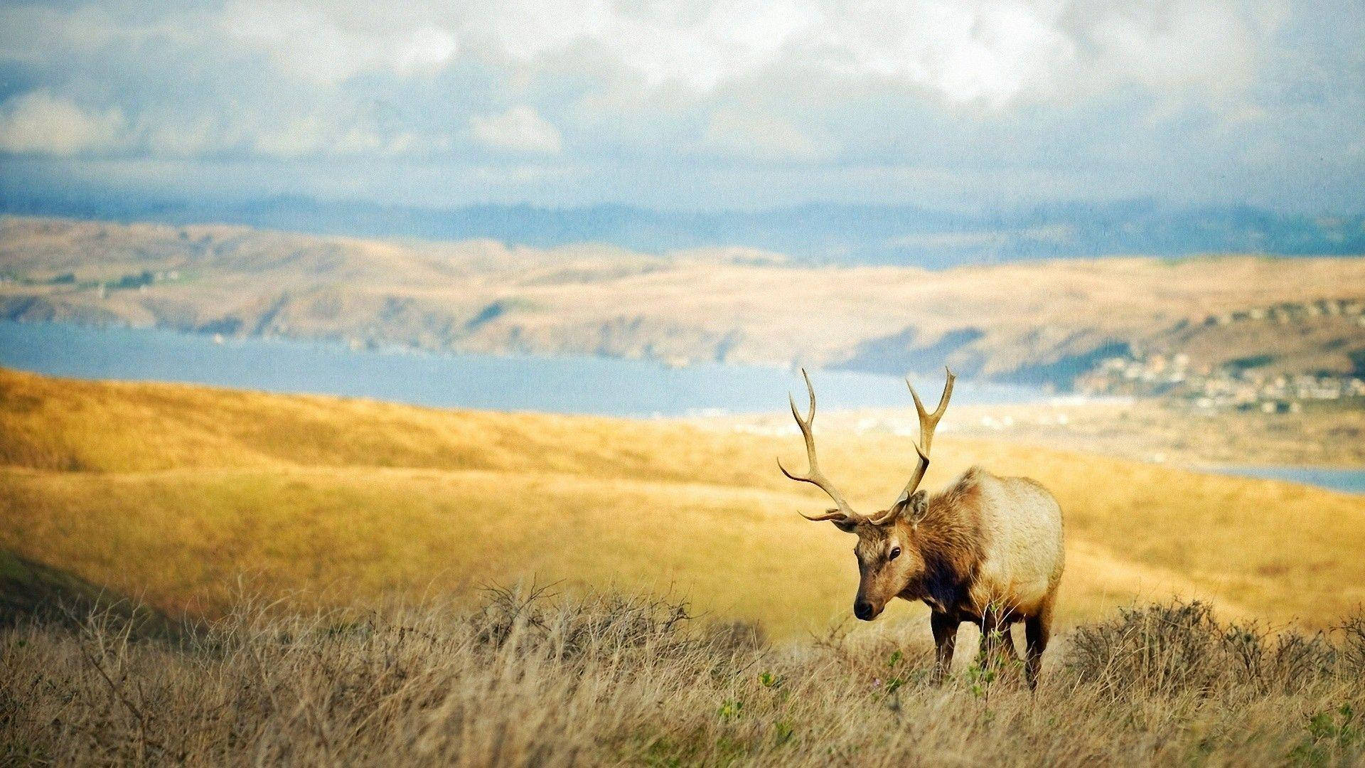 picturesque meadow elk, large antlers, golden grass, Full HD Desktop Wallpaper